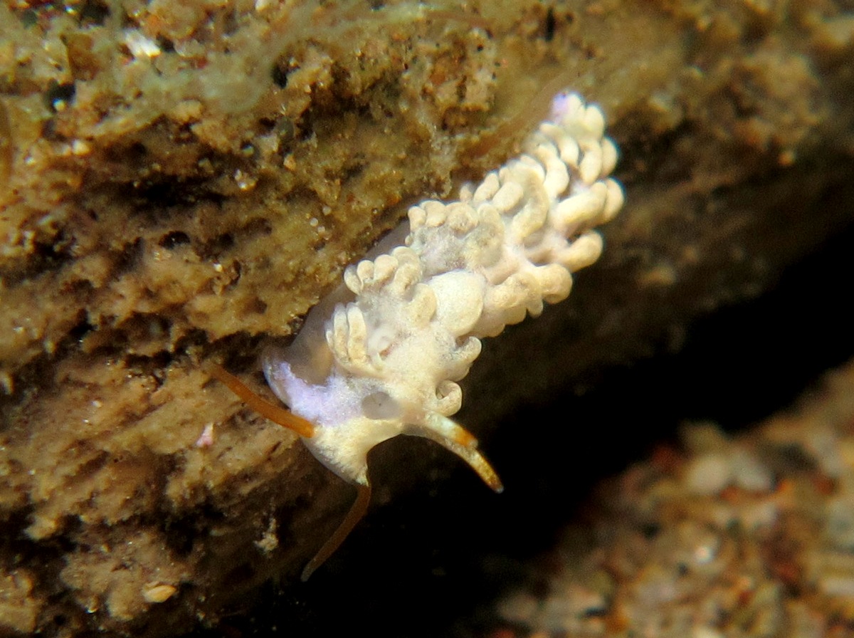 Noumeaella sp. 1 - Noumeaella sp. 1 - Dumaguete, Philippines