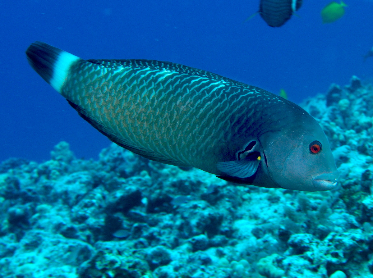 Rockmover Wrasse - Novaculichthys taeniourus