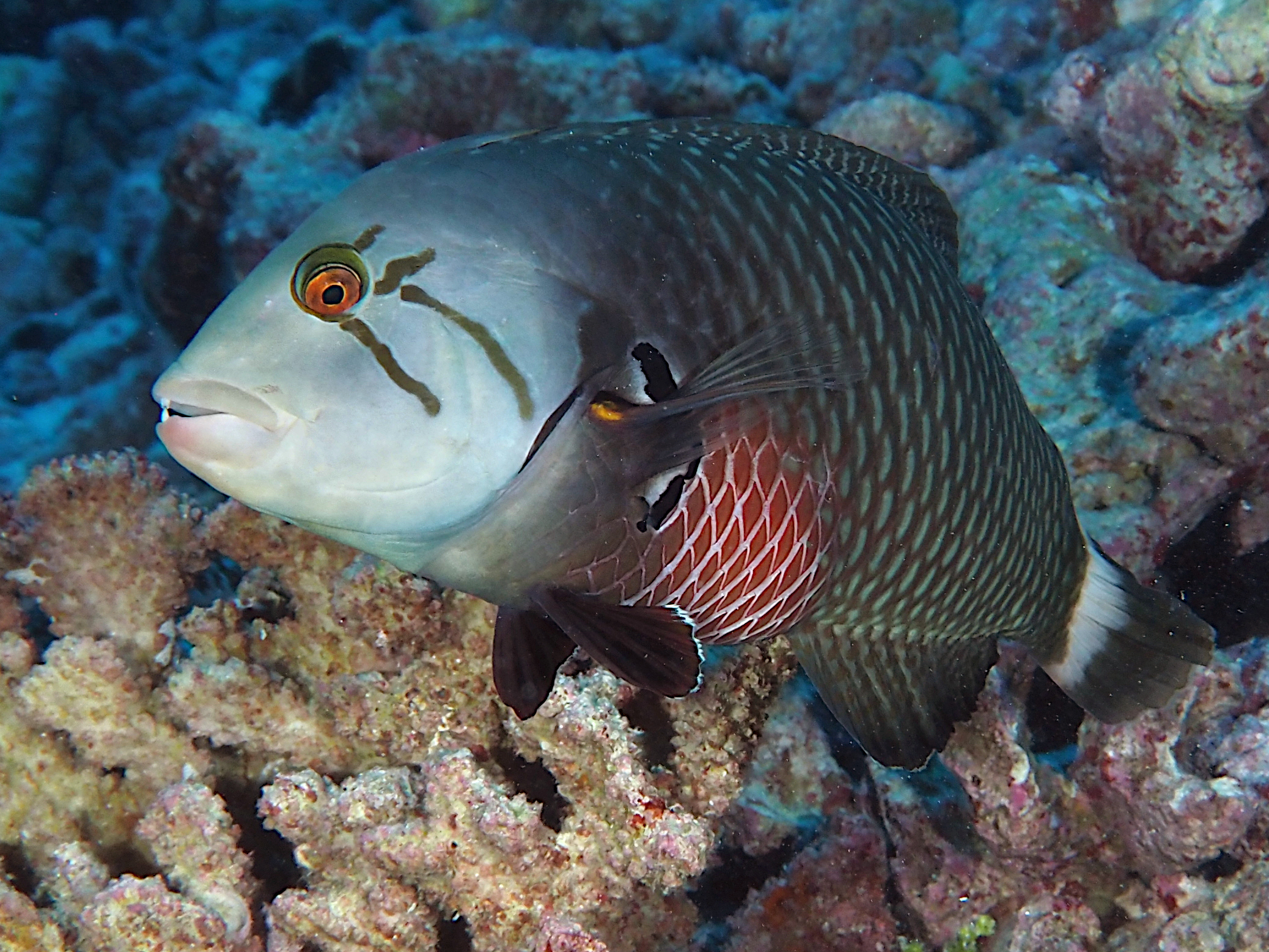 Rockmover Wrasse - Novaculichthys taeniourus