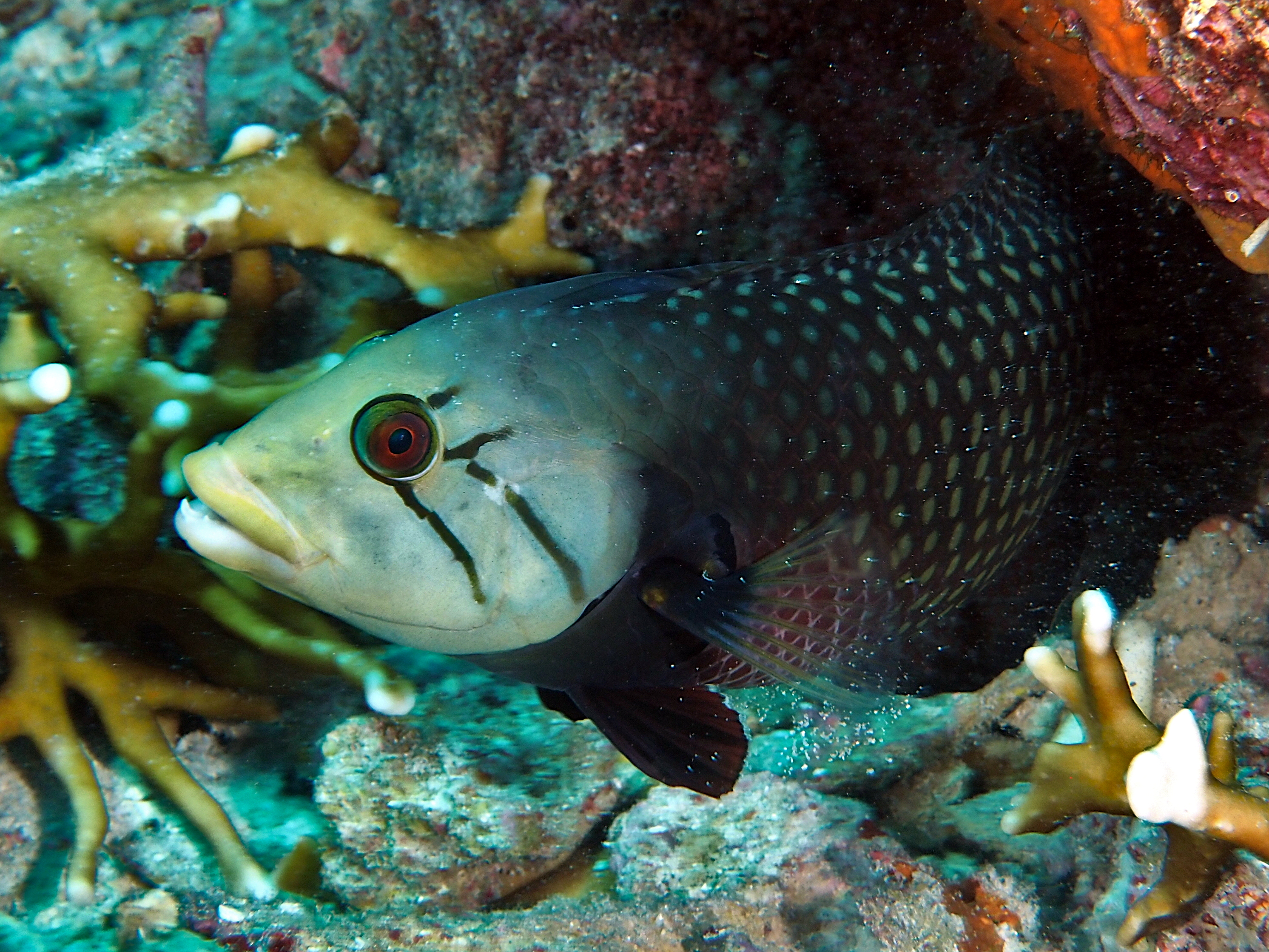 Rockmover Wrasse - Novaculichthys taeniourus