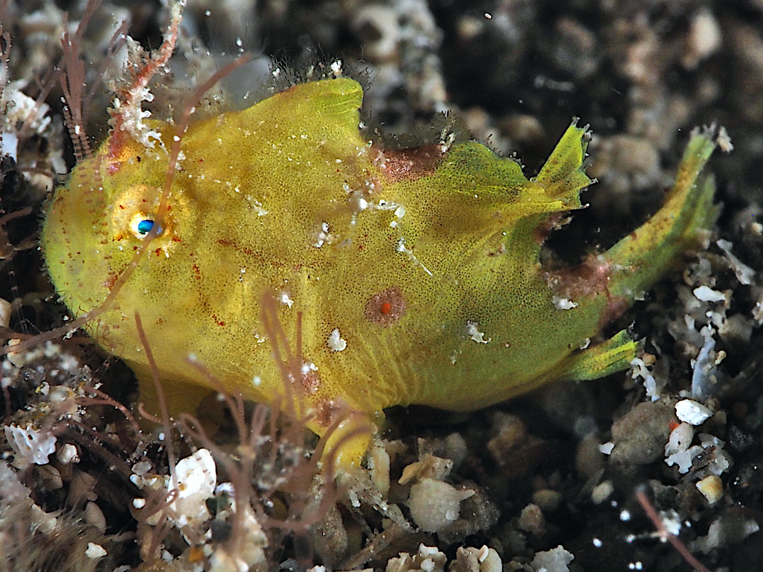 Ocellated Frogfish - Nudiantennarius subteres