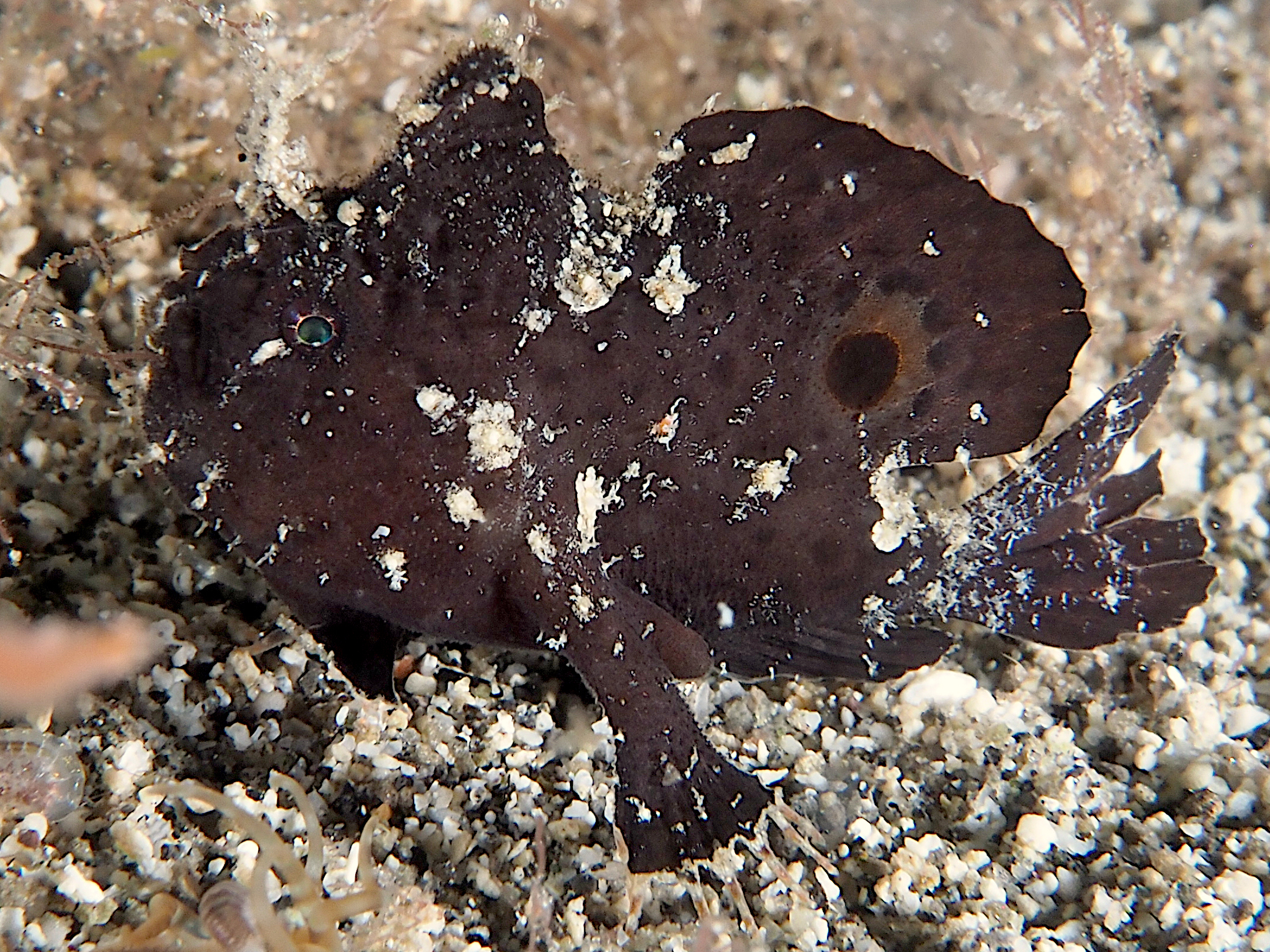 Ocellated Frogfish - Nudiantennarius subteres