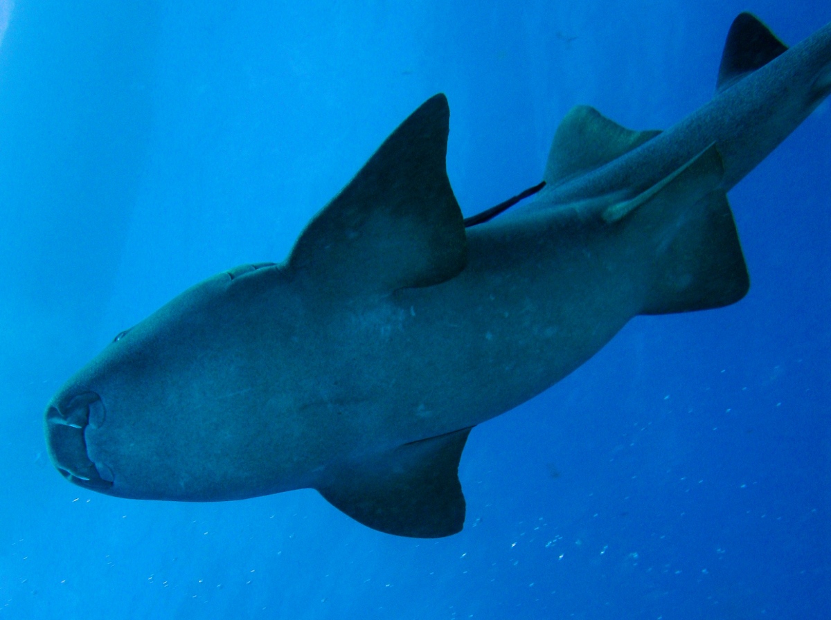 Nurse Shark - Ginglymostoma cirratum