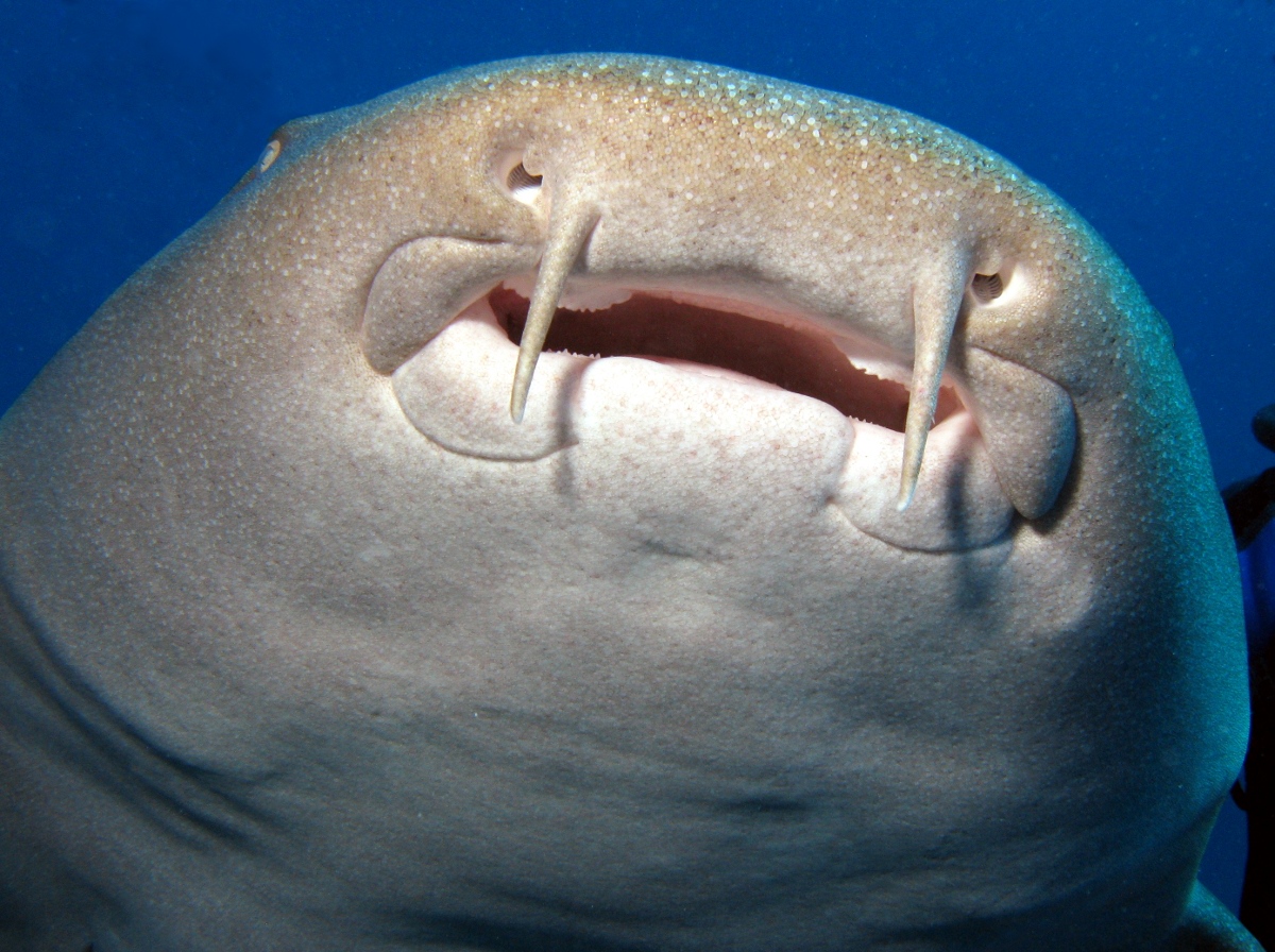 Nurse Shark - Ginglymostoma cirratum