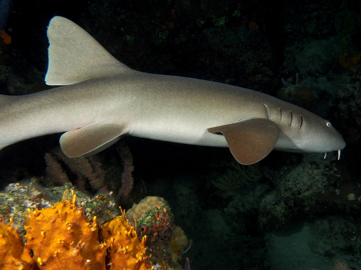 Nurse Shark - Ginglymostoma cirratum