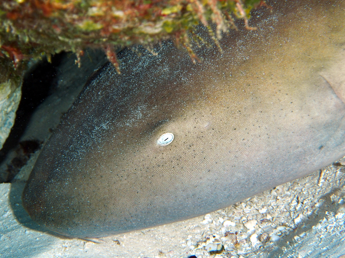 Nurse Shark - Ginglymostoma cirratum