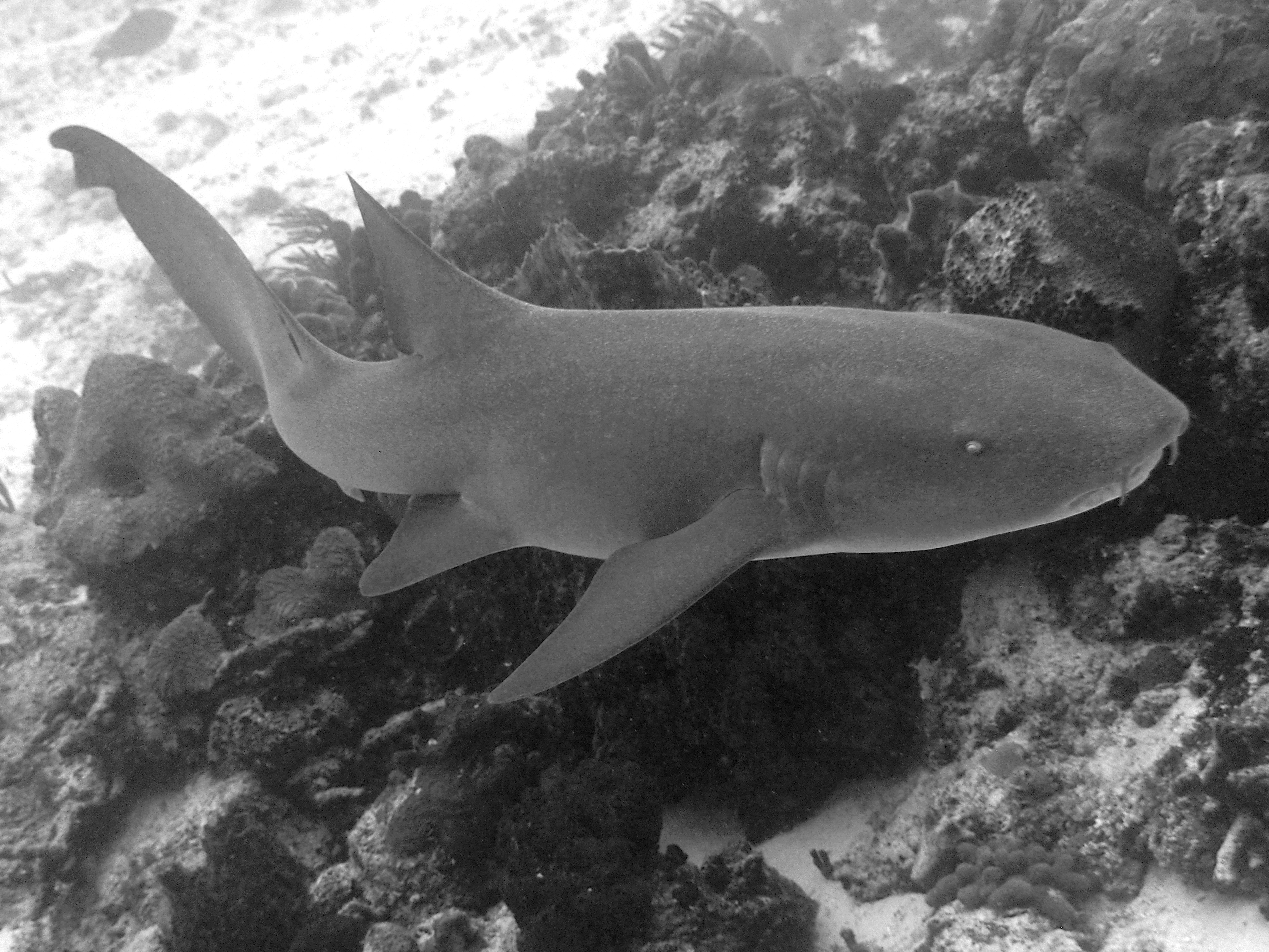 Nurse Shark - Ginglymostoma cirratum