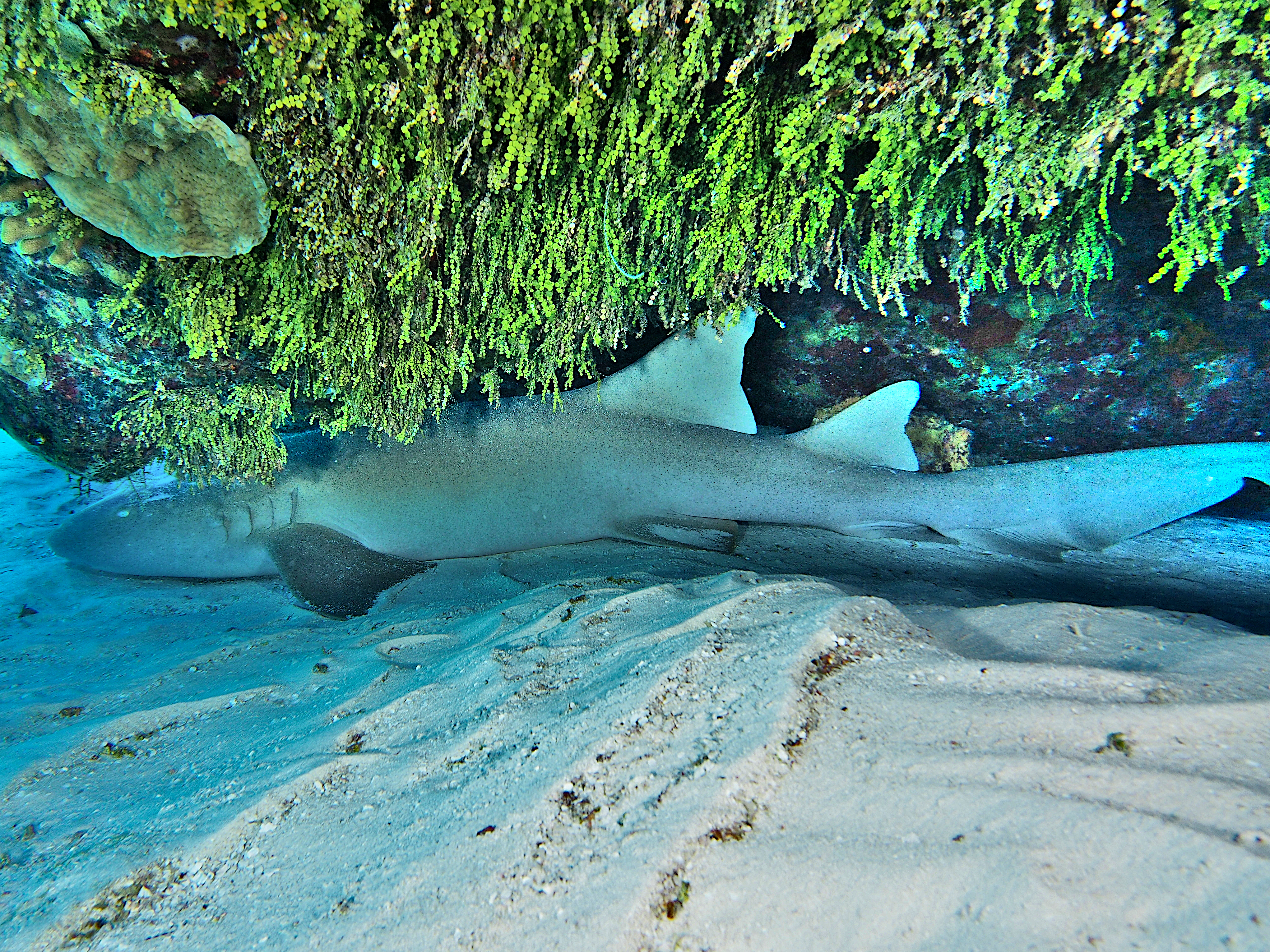 Nurse Shark - Ginglymostoma cirratum