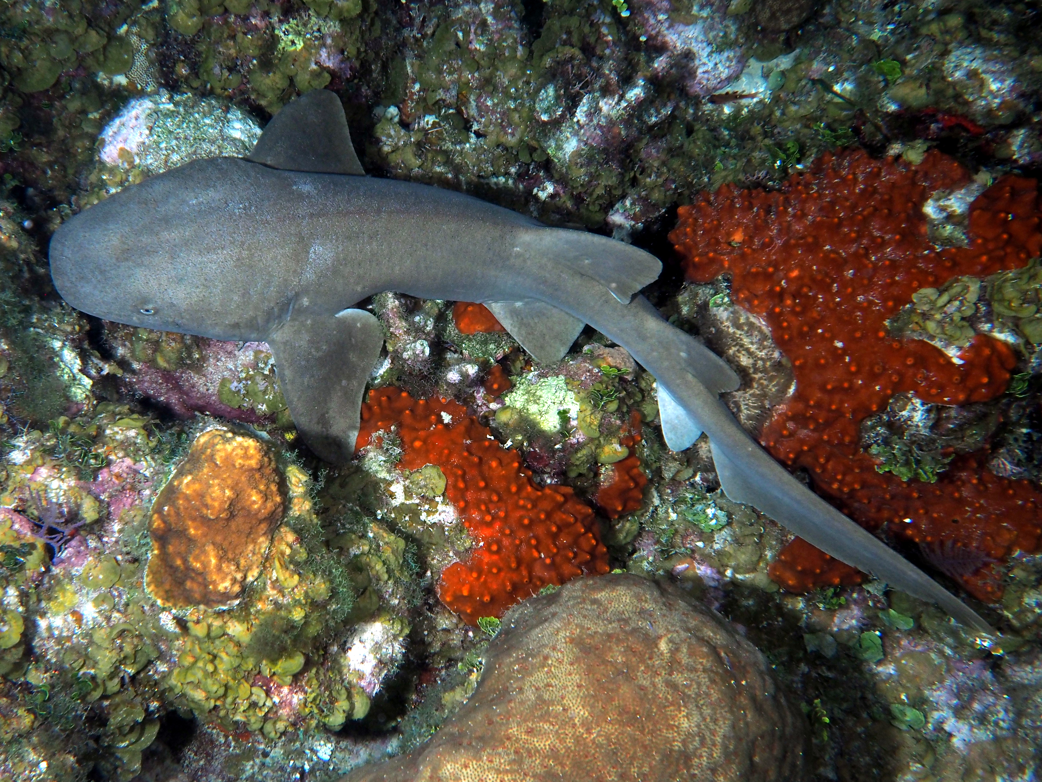 Nurse Shark - Ginglymostoma cirratum