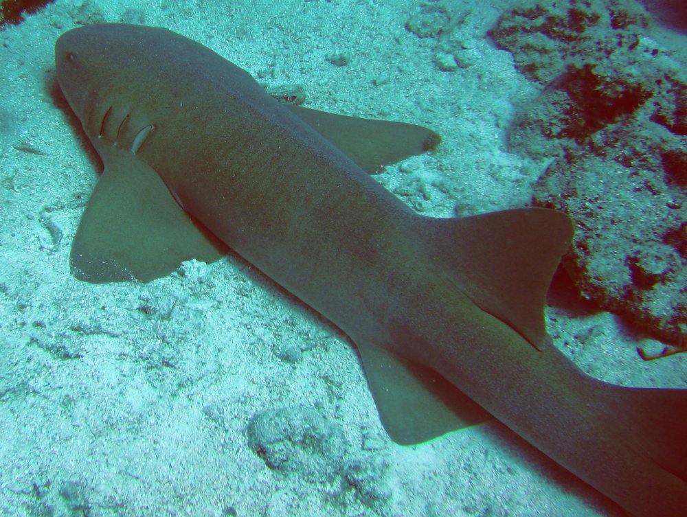 Nurse Shark - Ginglymostoma cirratum