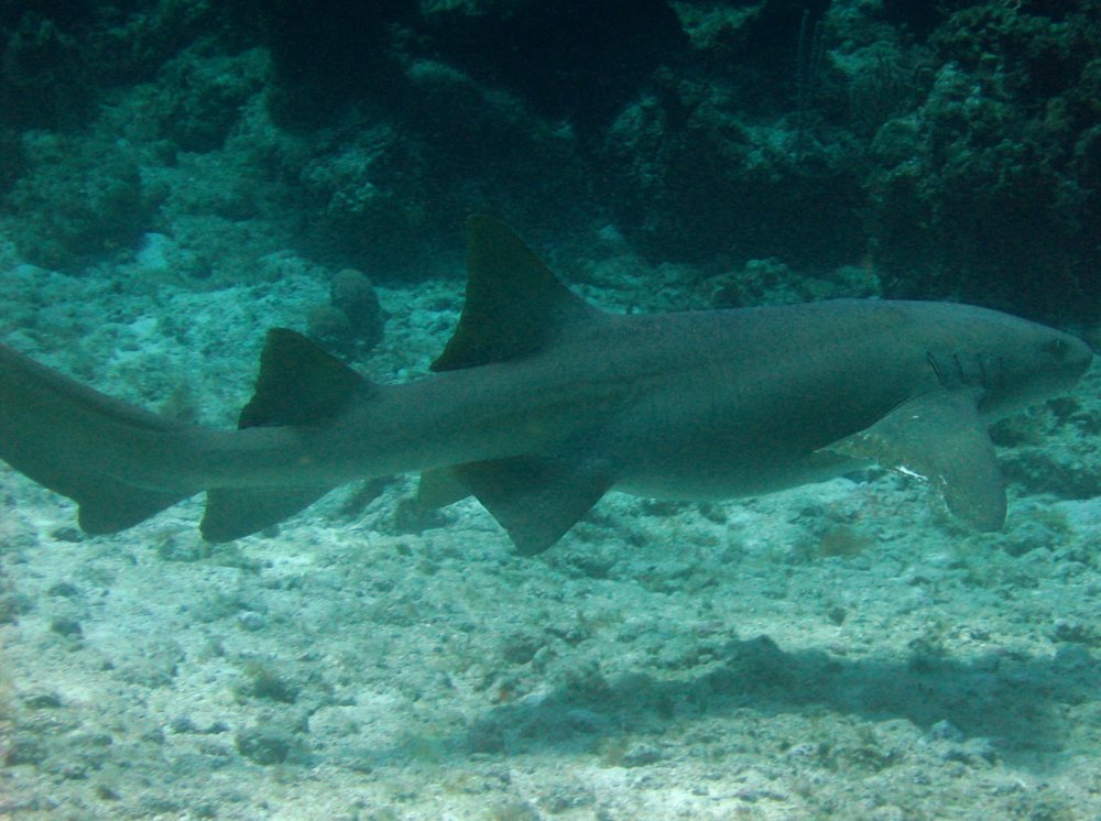 Nurse Shark - Ginglymostoma cirratum