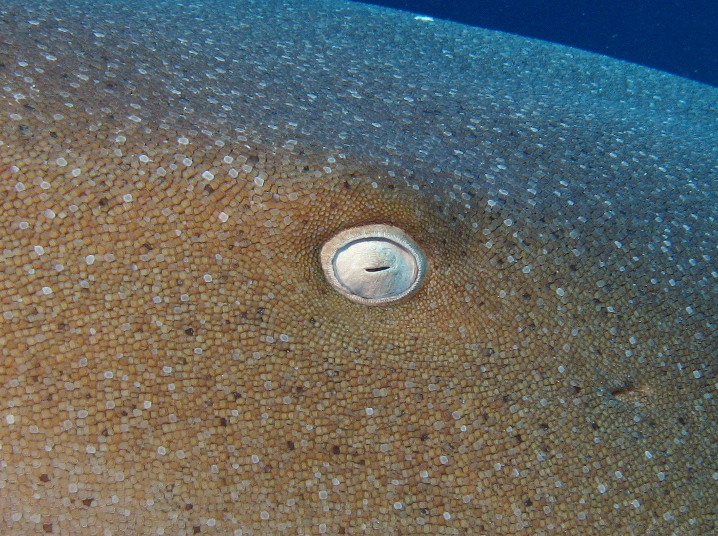 Nurse Shark - Ginglymostoma cirratum