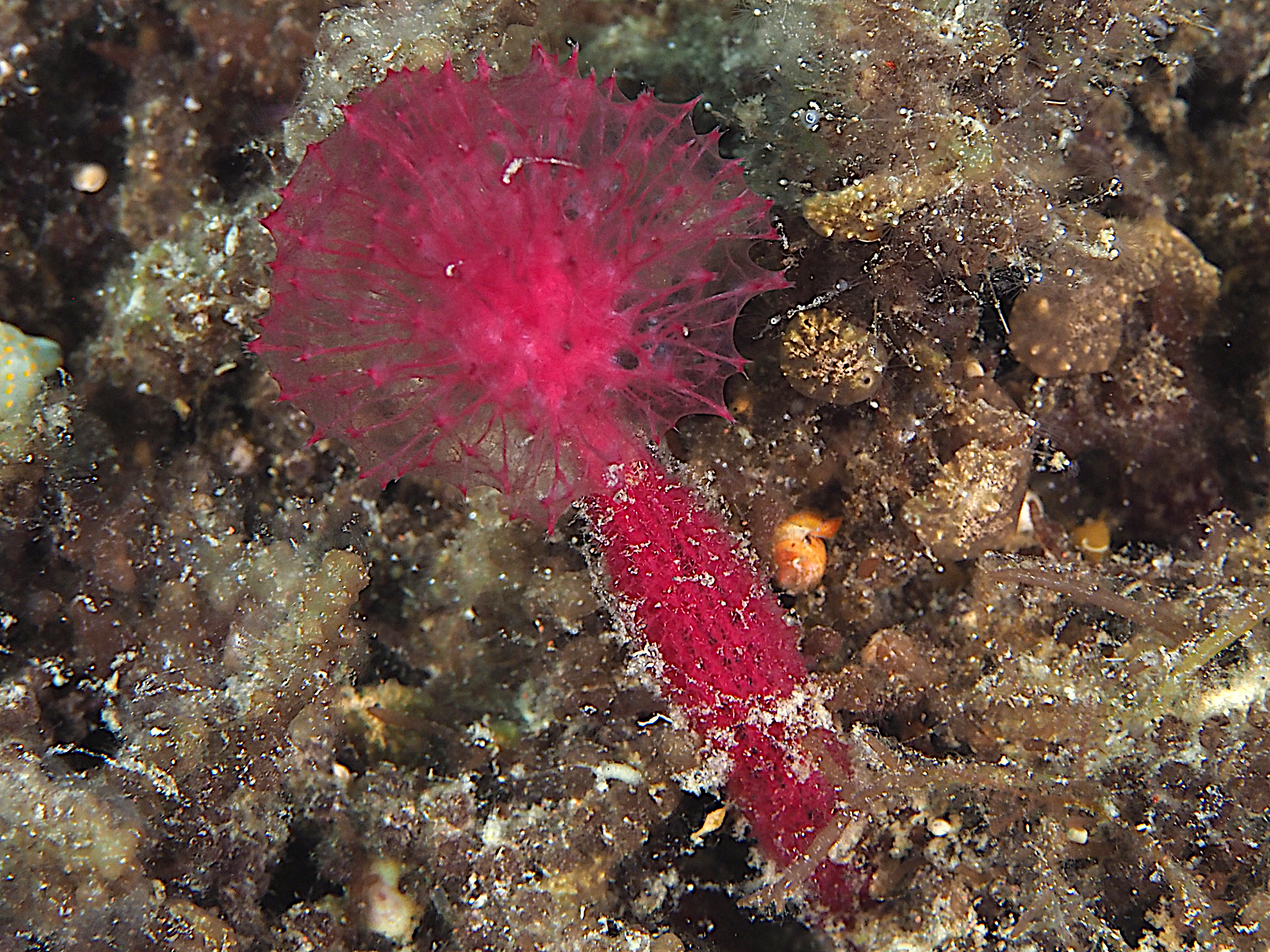 Puffball Sponge - Oceanapia sagittaria - Bali, Indonesia
