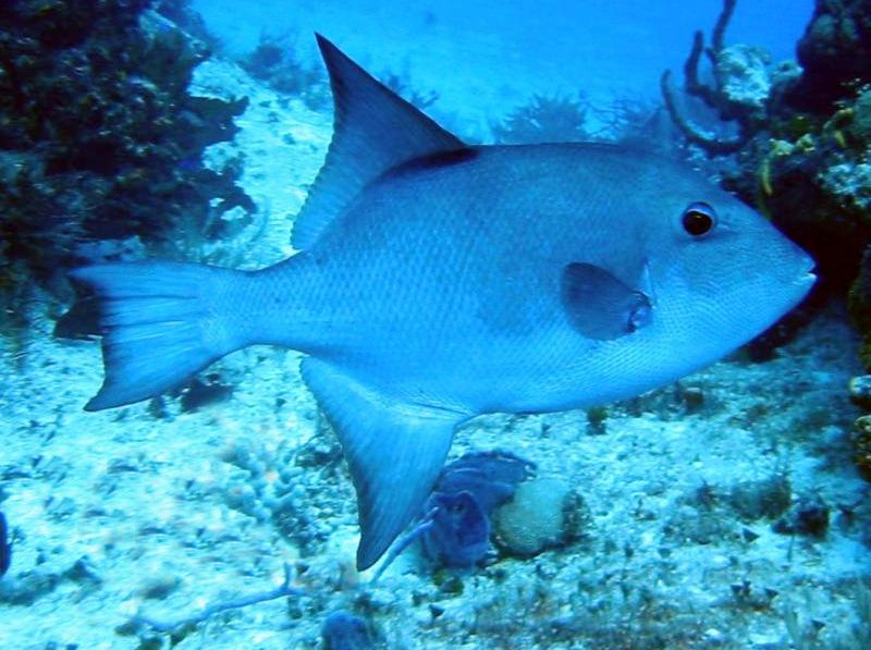 Ocean Triggerfish - Canthidermis sufflamen