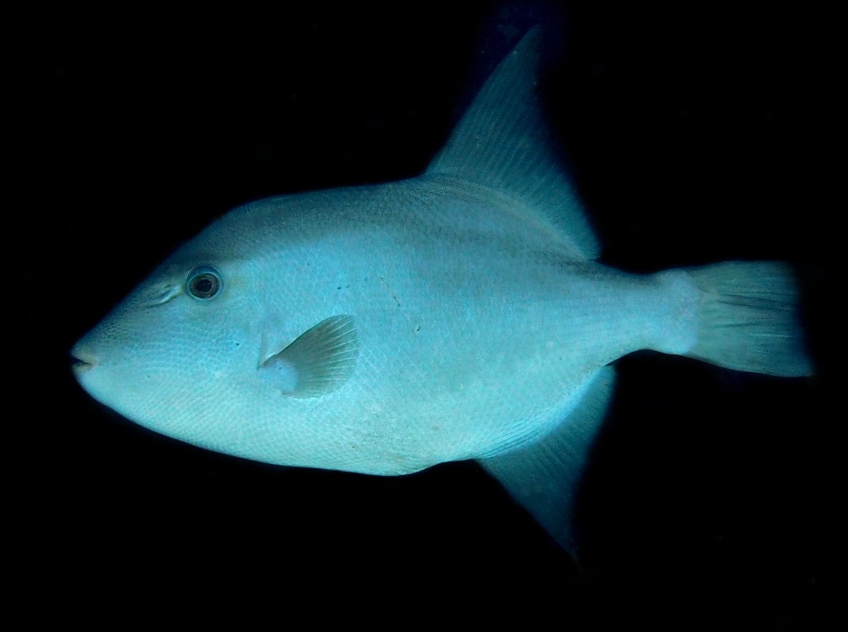 Ocean Triggerfish - Canthidermis sufflamen