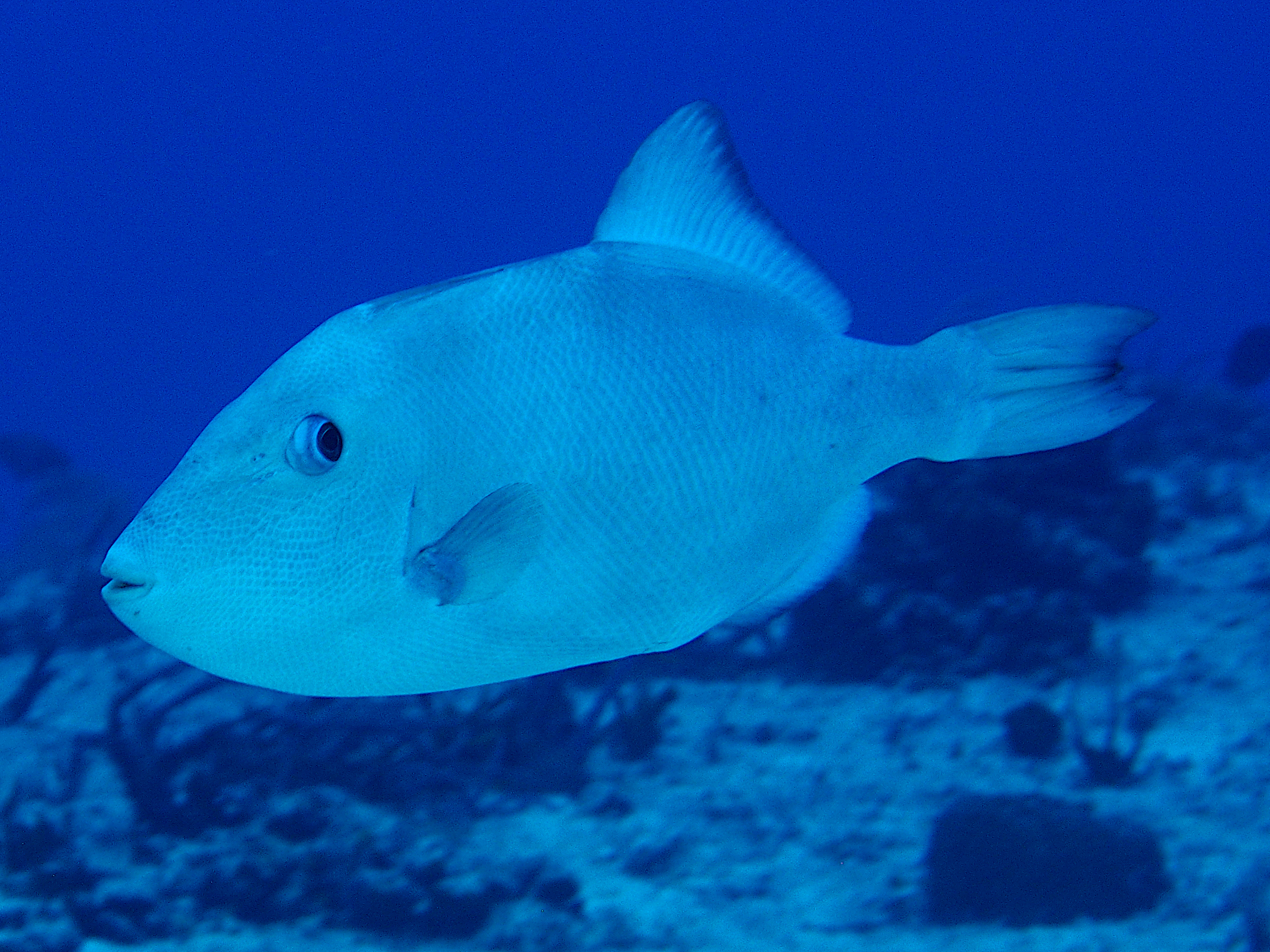 Ocean Triggerfish - Canthidermis sufflamen