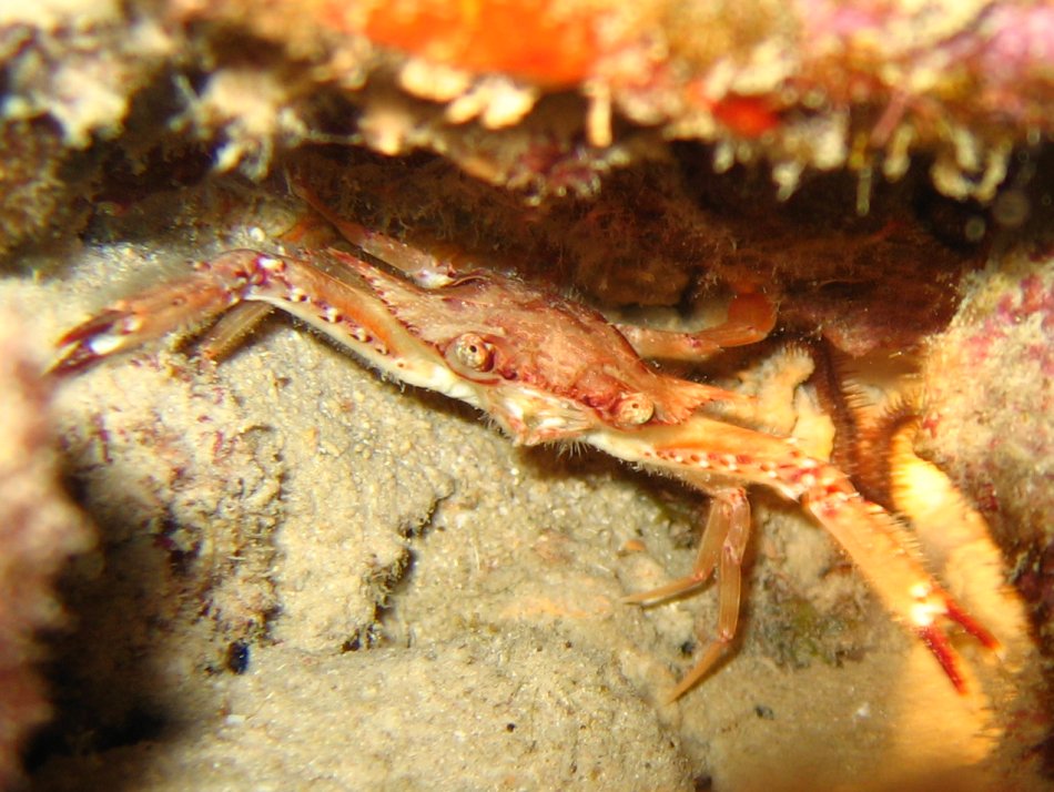 Ocellate Swimming Crab - Achelous sebae