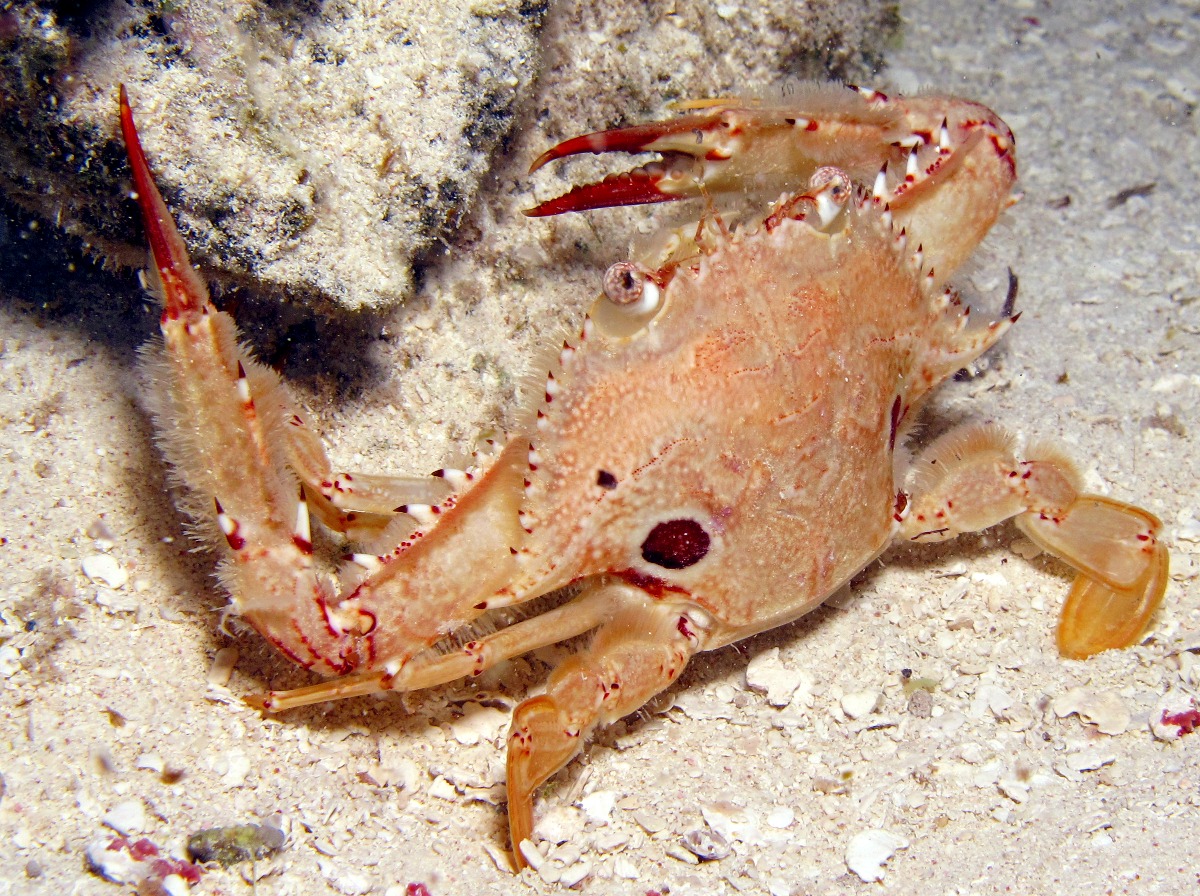 Ocellate Swimming Crab - Achelous sebae