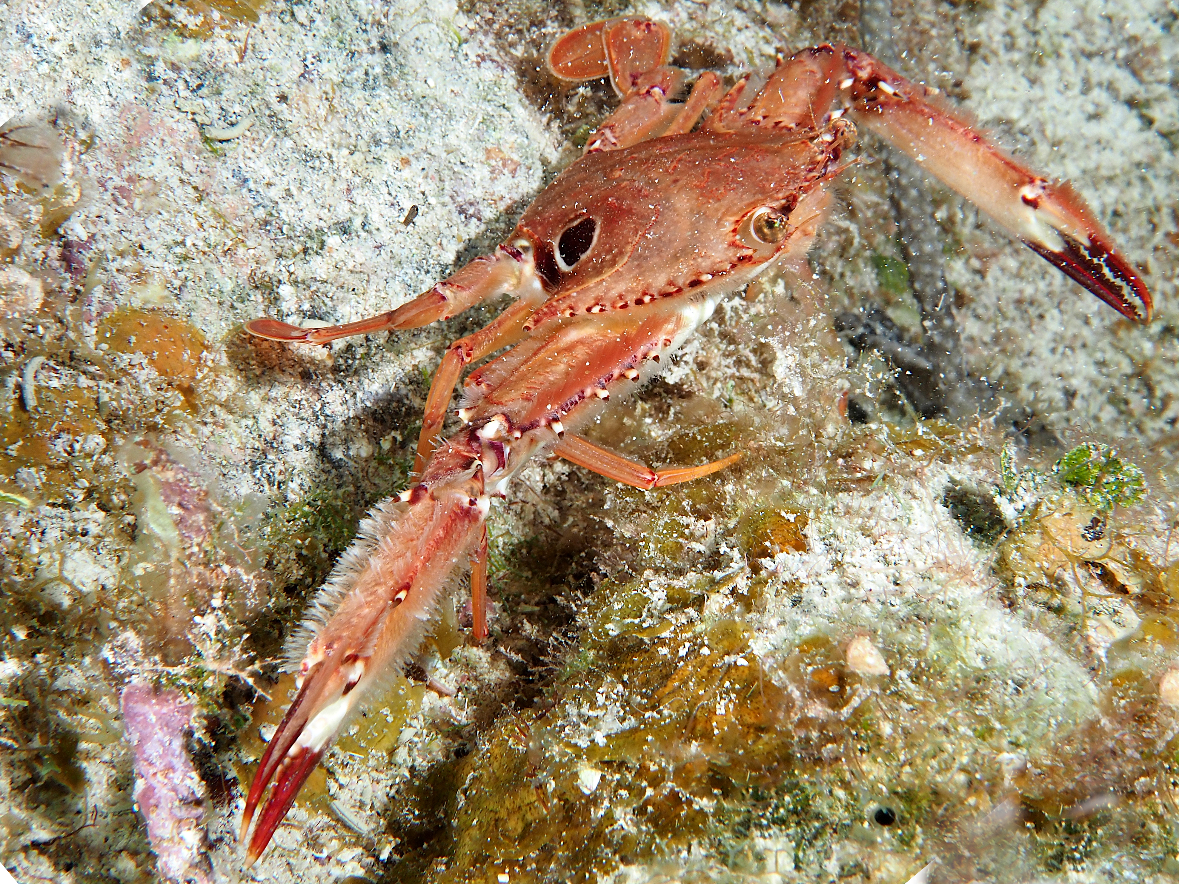 Ocellate Swimming Crab - Achelous sebae