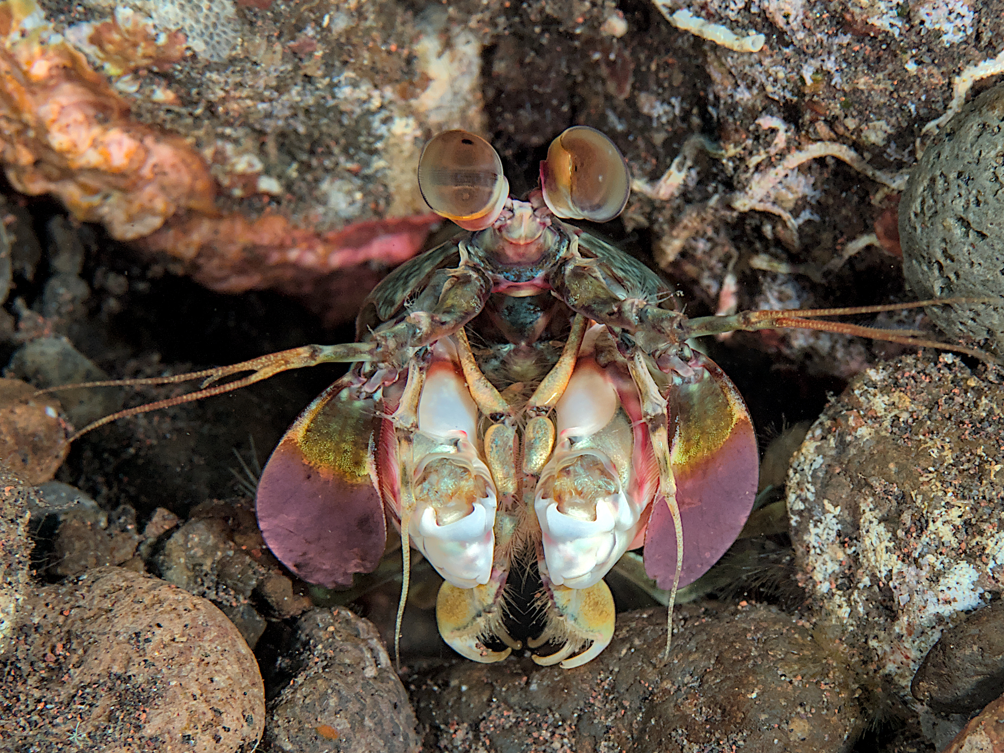 Pink-Eared Mantis Shrimp - Odontodactylus latirostris