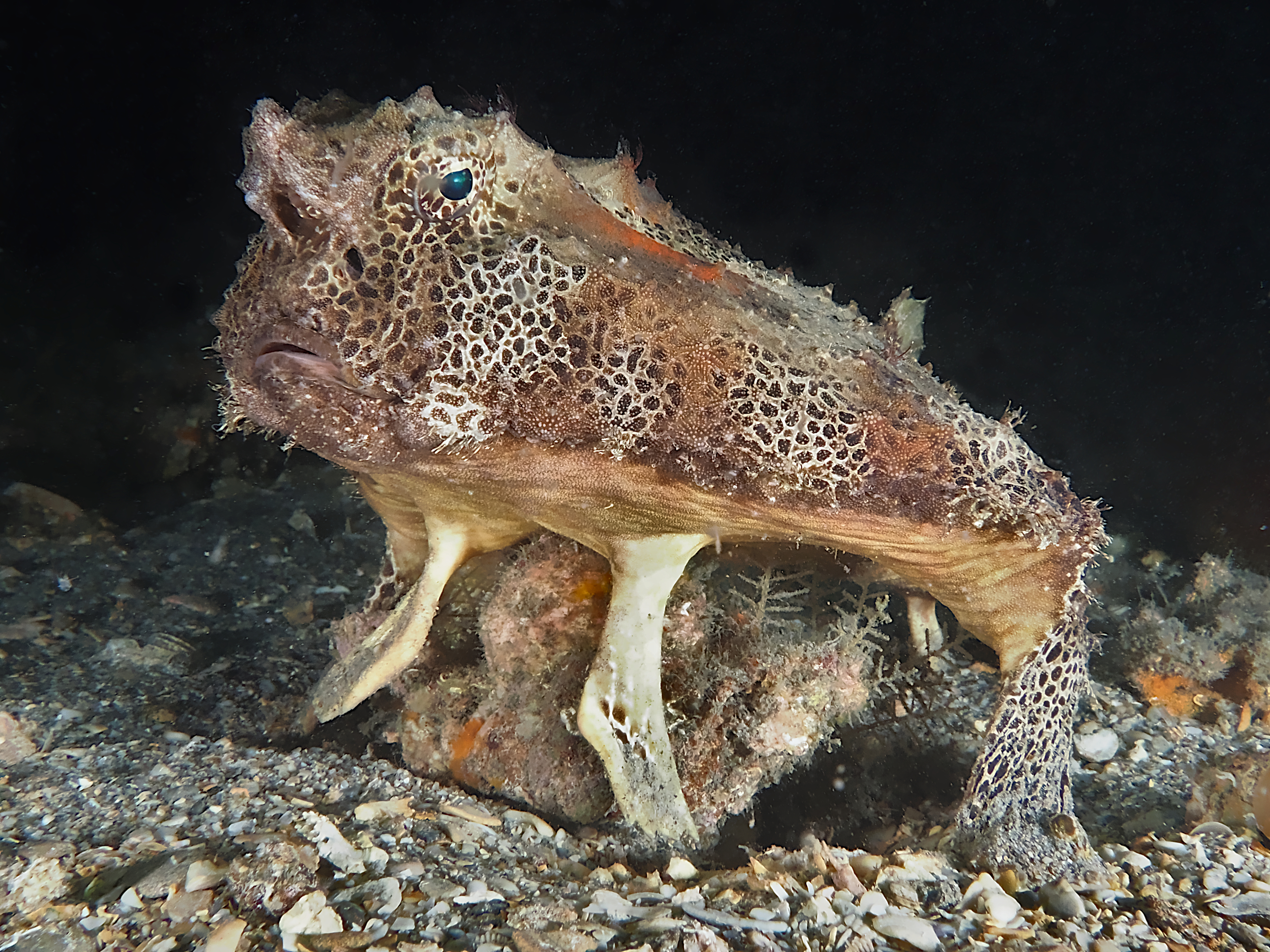 Polka-Dot Batfish - Ogcocephalus cubifrons