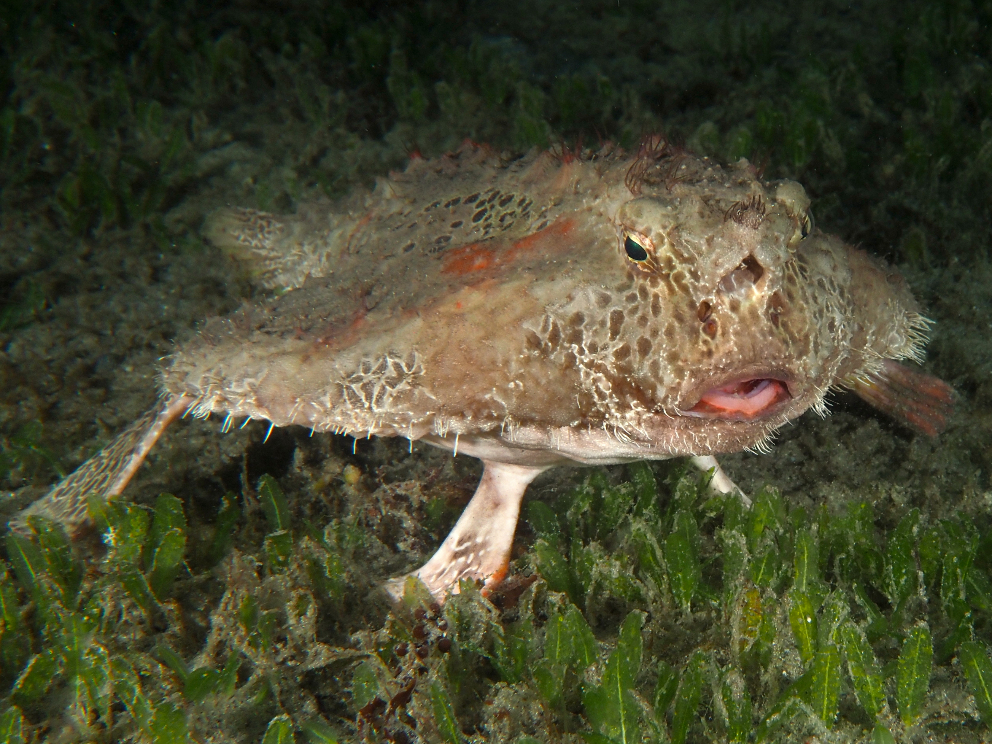 Polka-Dot Batfish - Ogcocephalus cubifrons