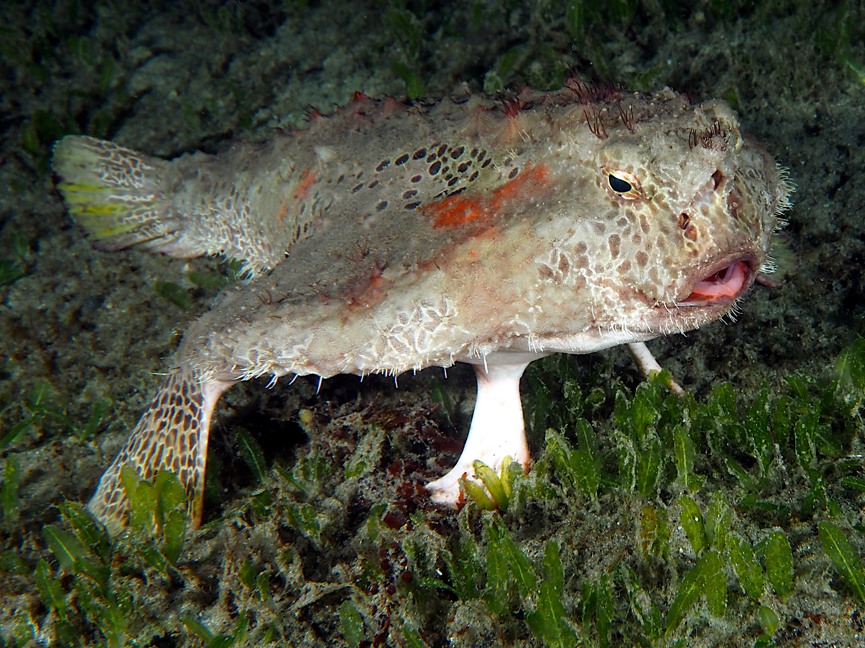 Polka-Dot Batfish - Ogcocephalus cubifrons