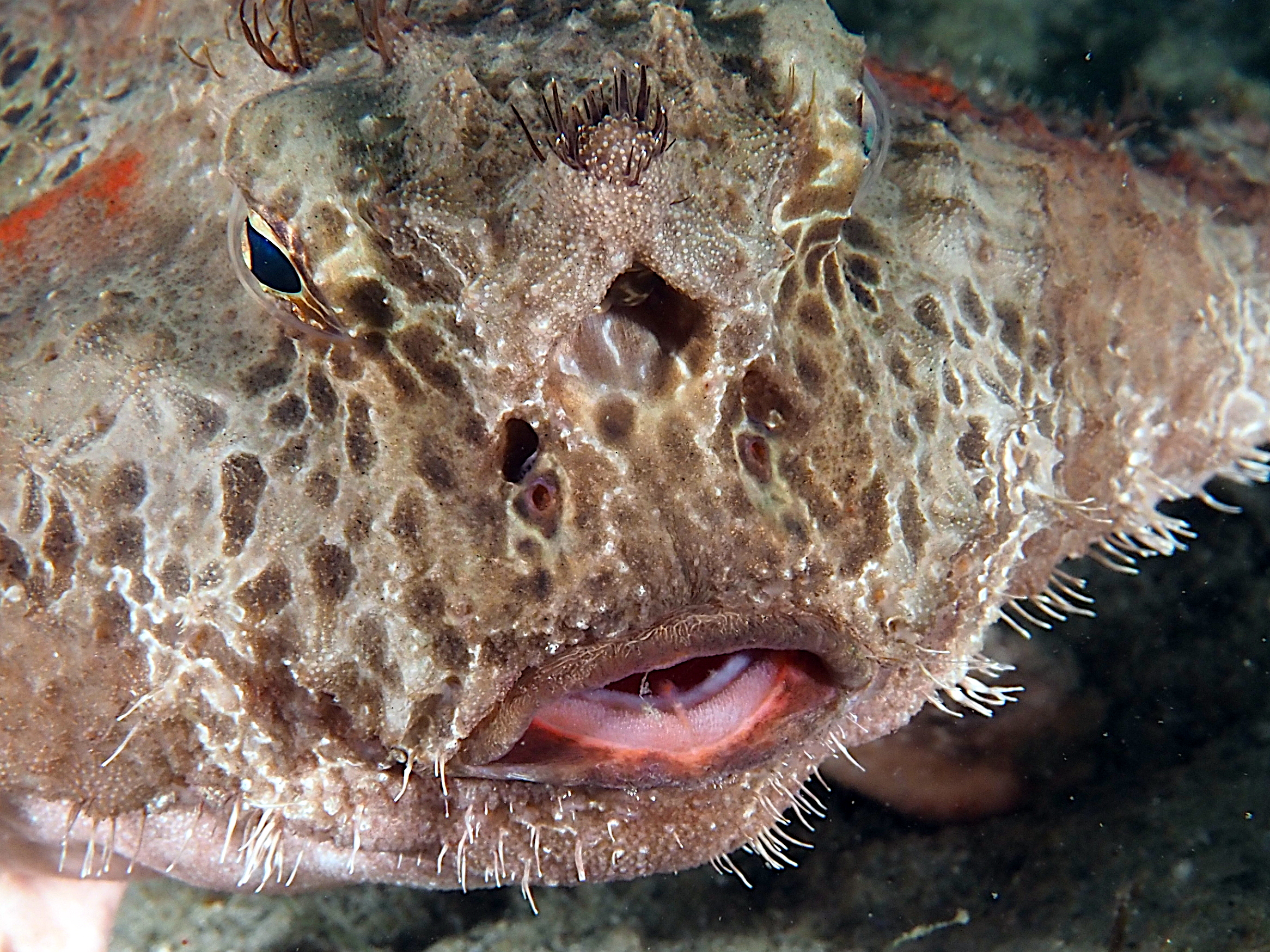Polka-Dot Batfish - Ogcocephalus cubifrons