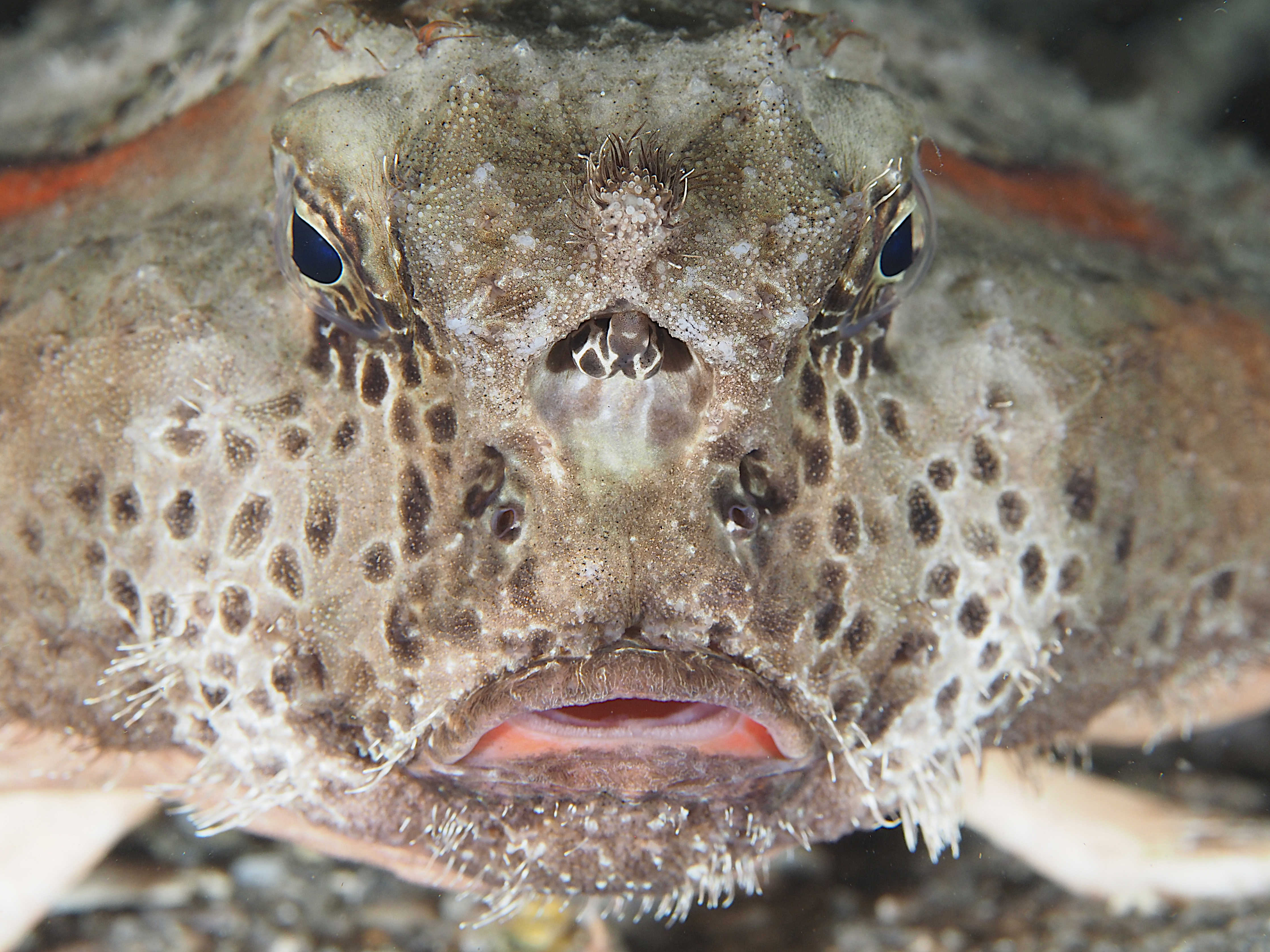 Polka-Dot Batfish - Ogcocephalus cubifrons