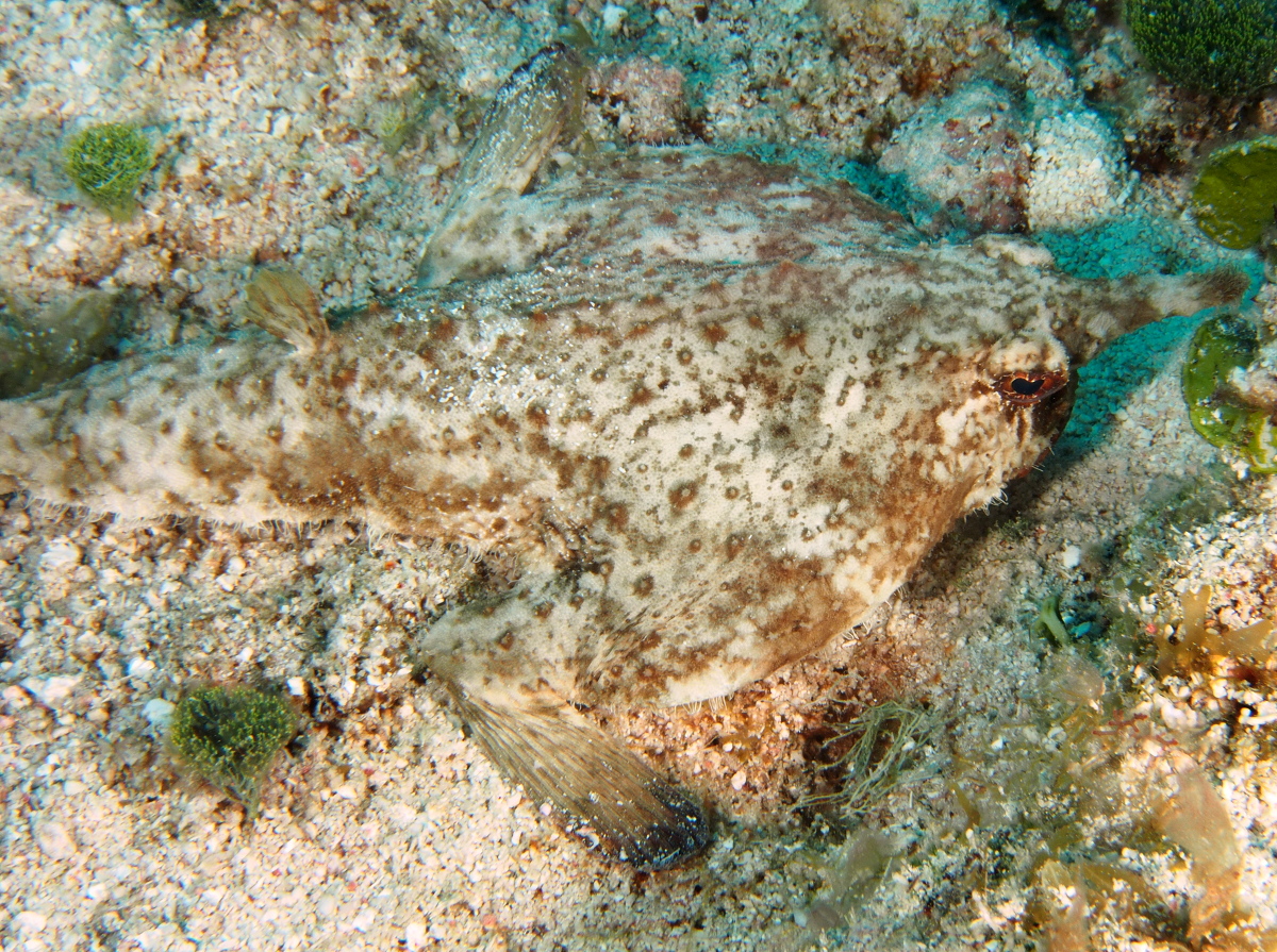 Shortnose Batfish - Ogcocephalus nasutus