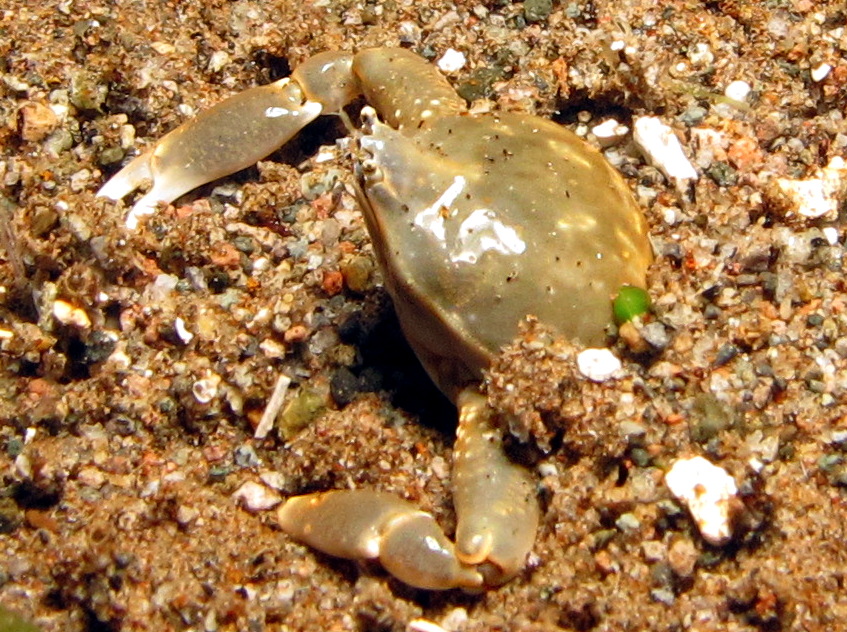 Olive Purse Crab - Leucosia pubescens - Dumaguete, Philippines