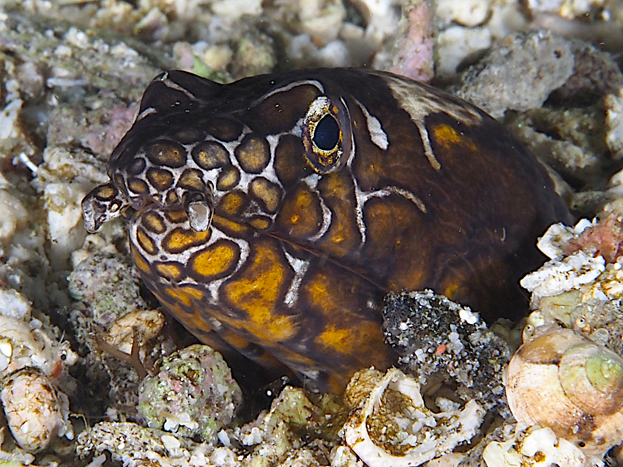 Napoleon Snake Eel - Ophichthus bonaparti