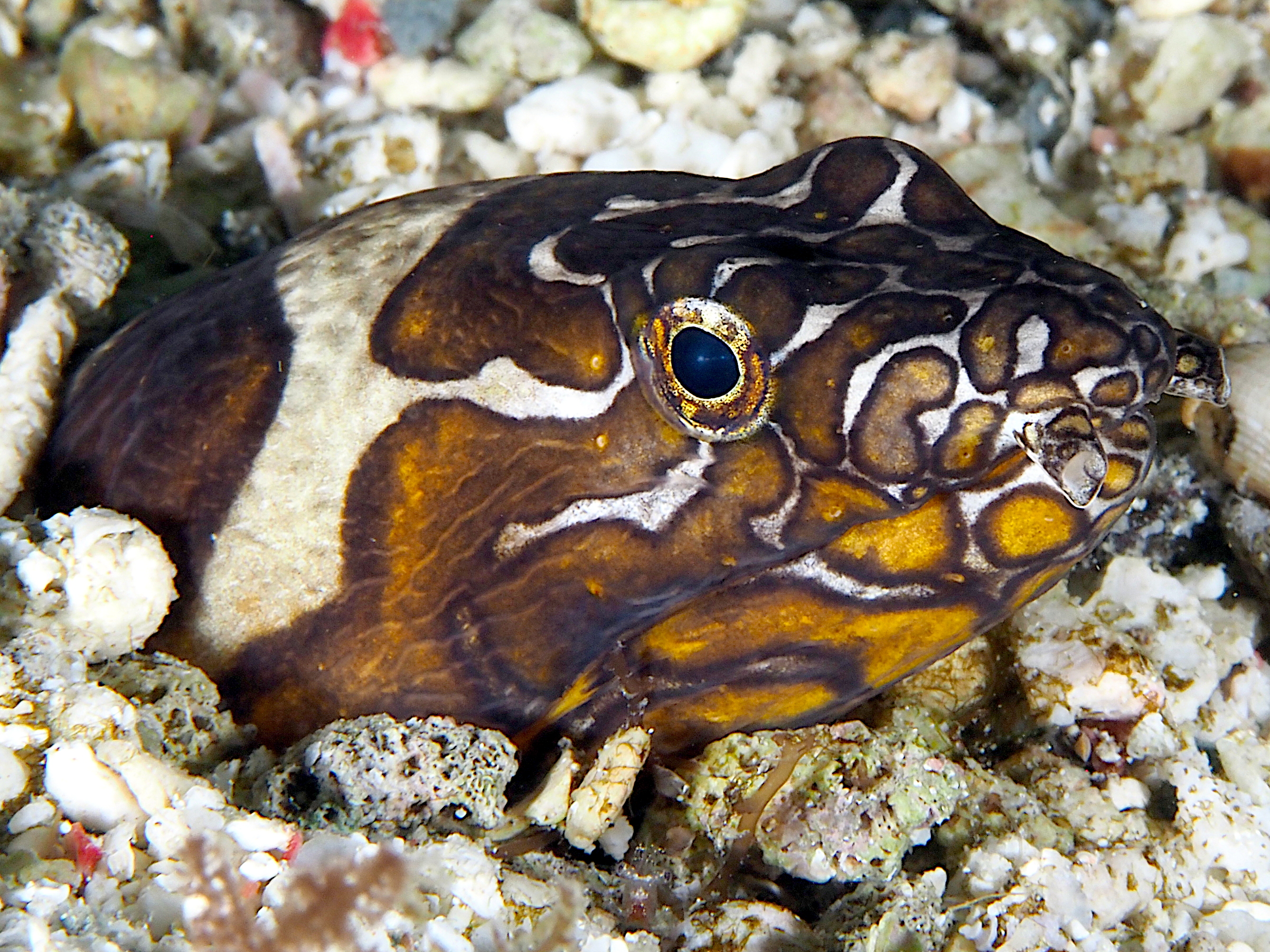 Napoleon Snake Eel - Ophichthus bonaparti