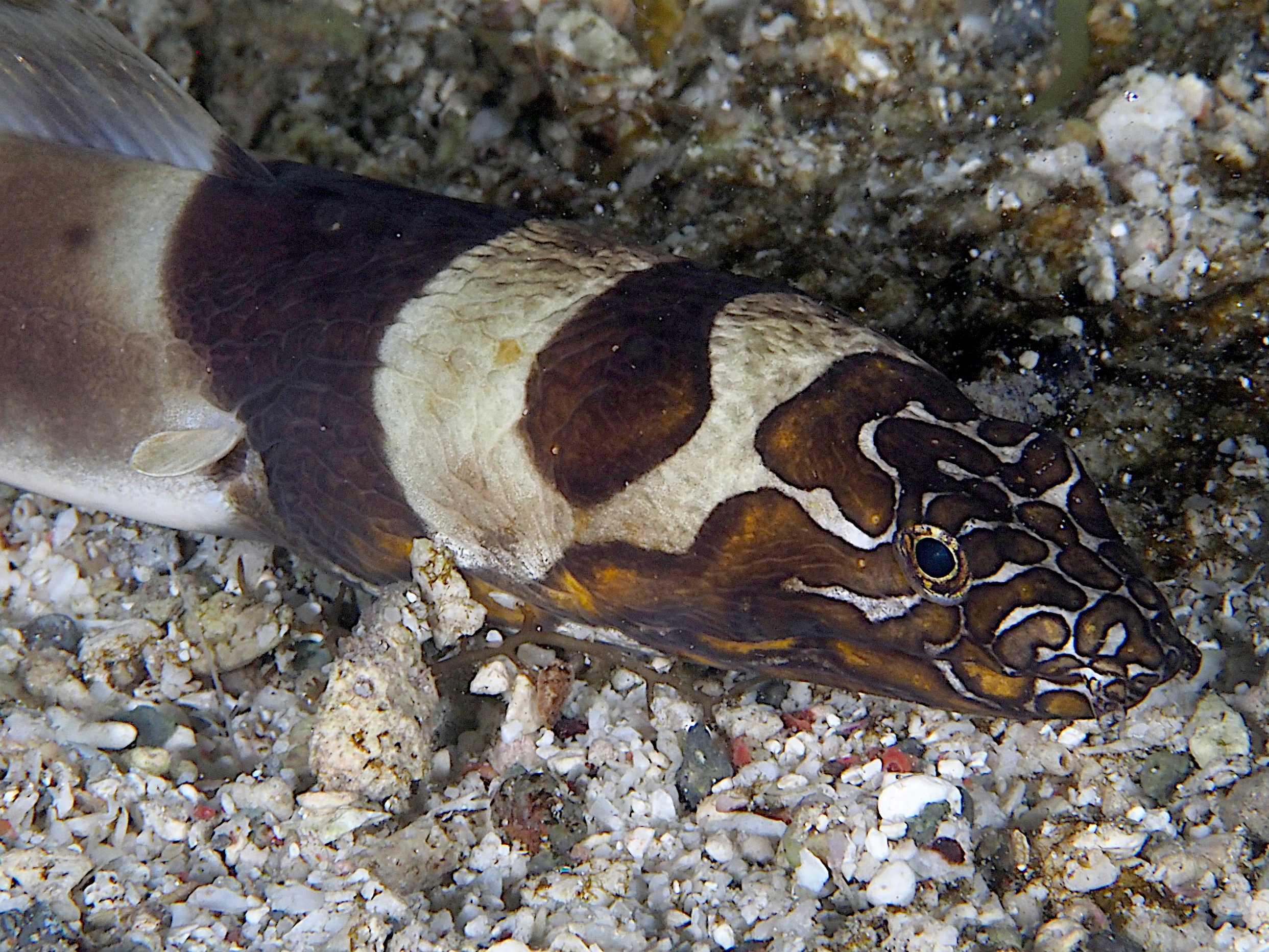 Napoleon Snake Eel - Ophichthus bonaparti