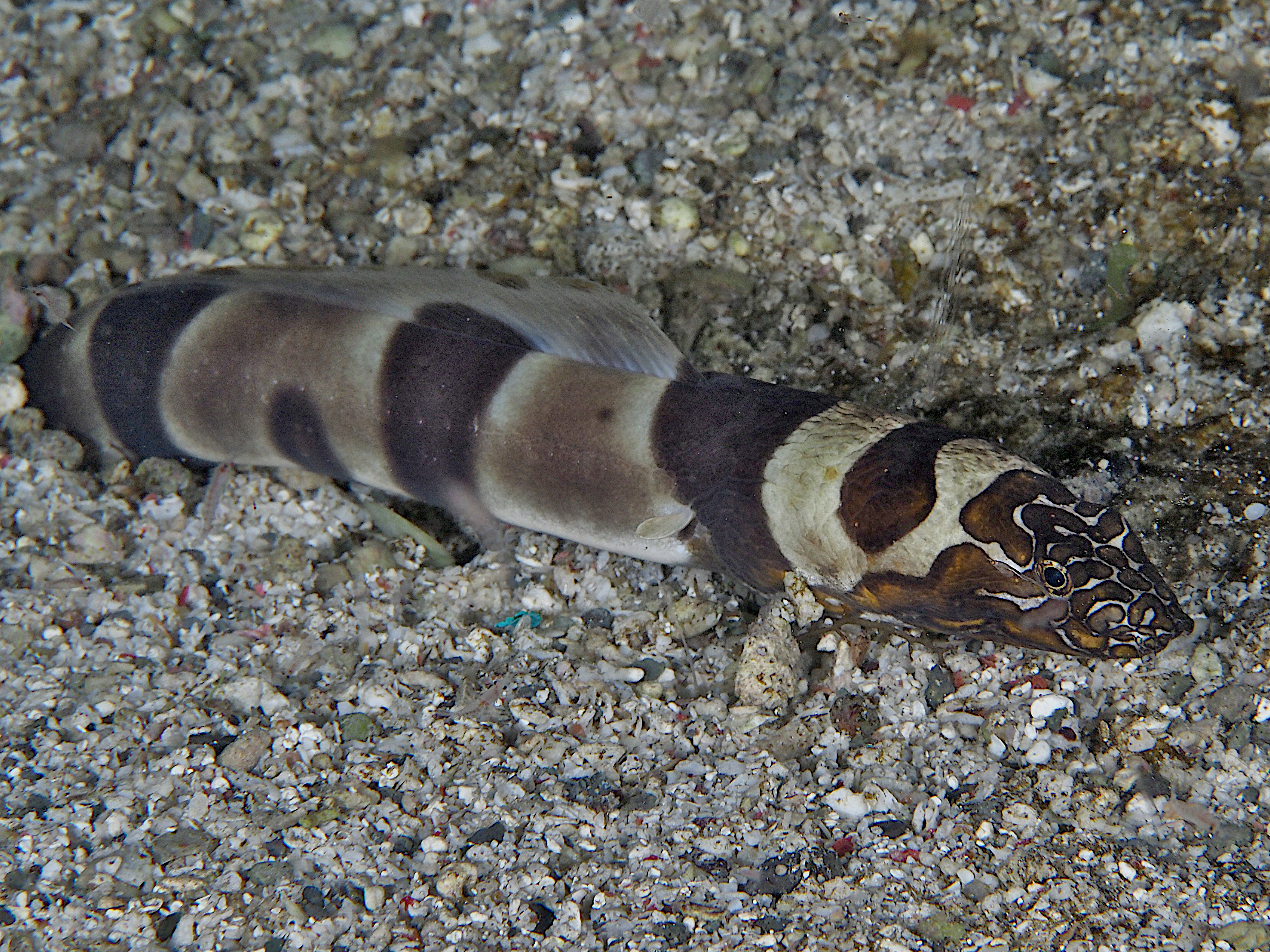 Napoleon Snake Eel - Ophichthus bonaparti