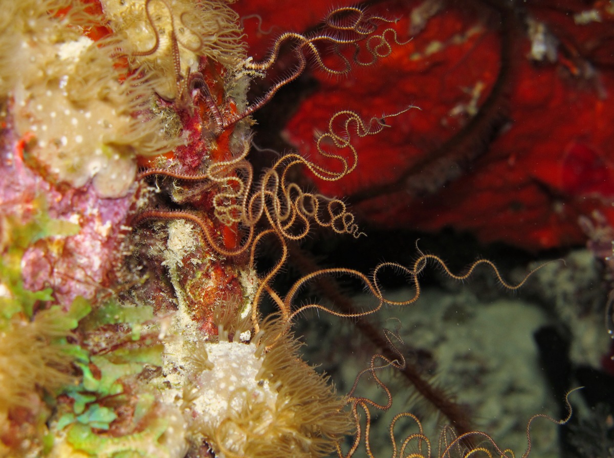 Crevice Brittle Star - Ophiopsila riisei - Bonaire