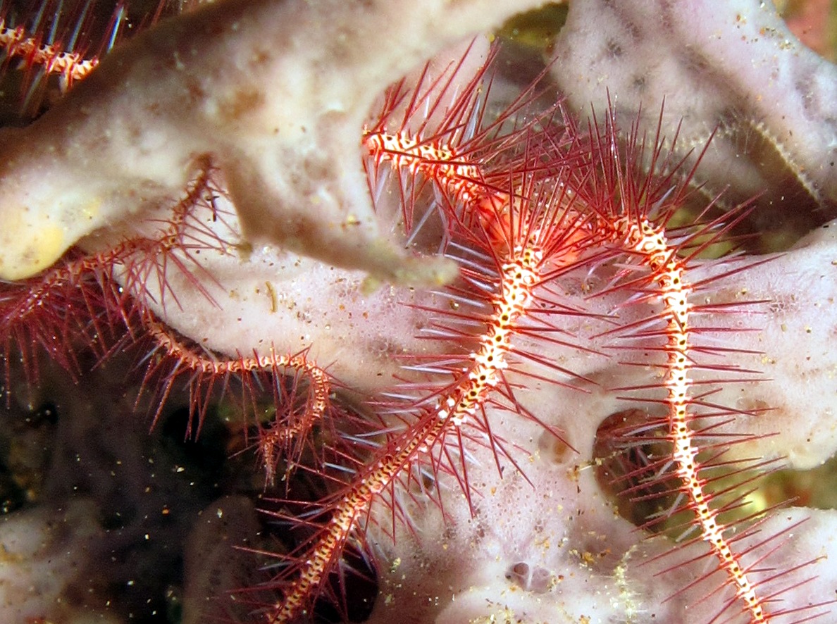 Dark Red-Spined Brittle Star - Ophiothrix purpurea