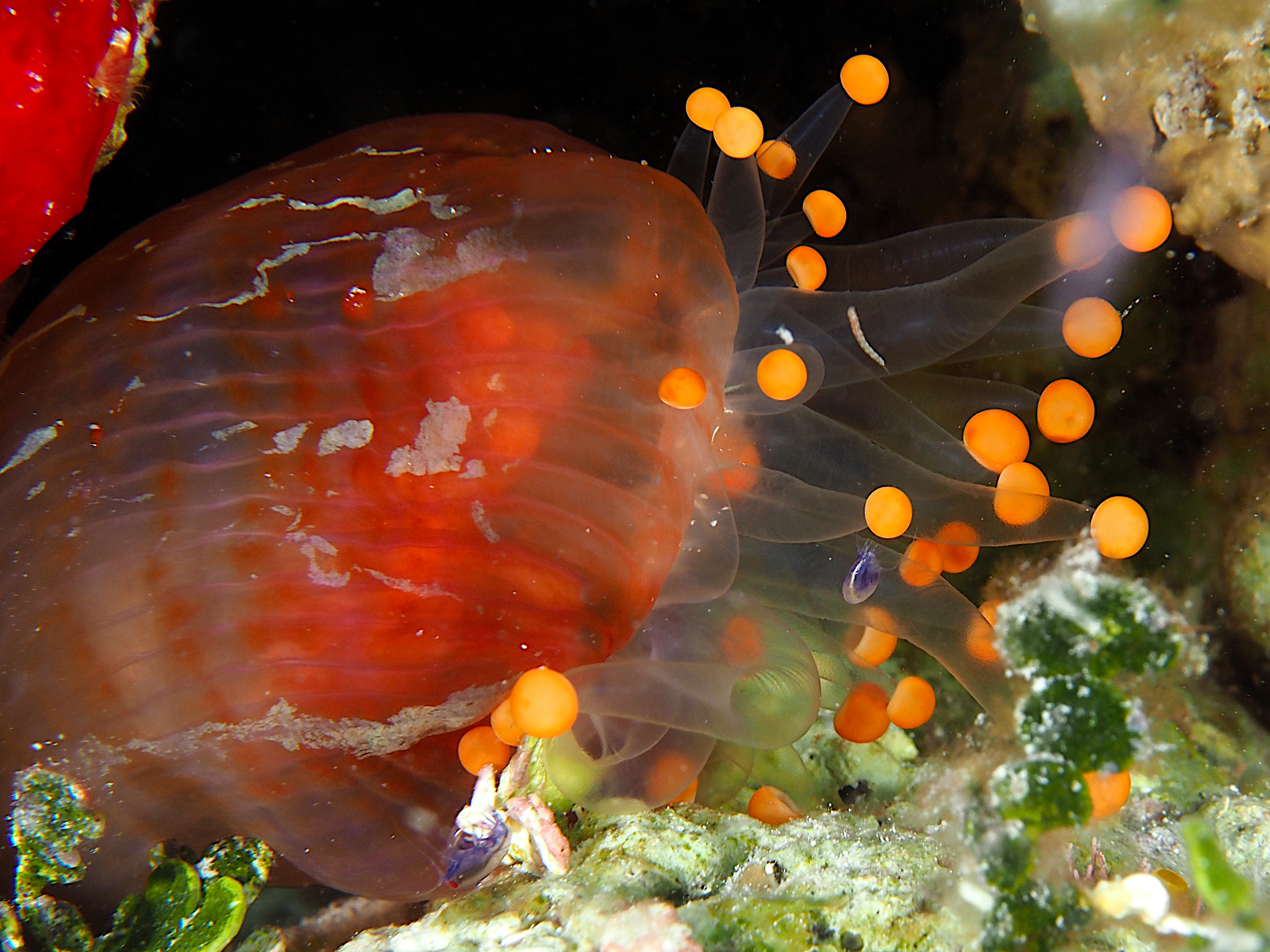 Orange Ball Corallimorph - Corynactis caribbeorum