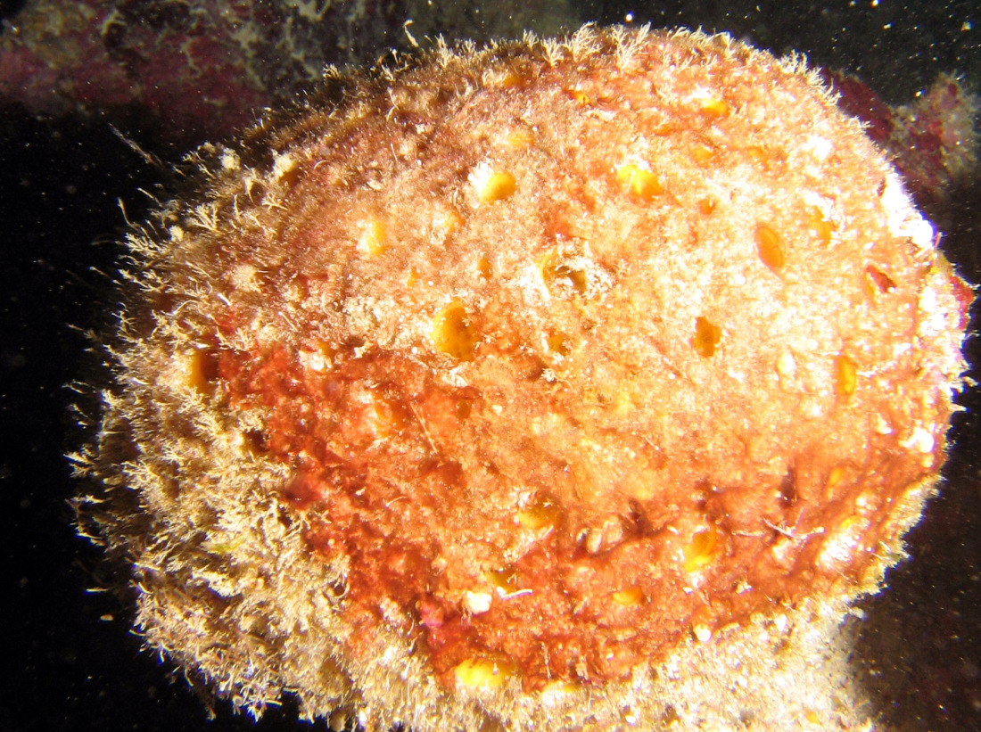 Orange Ball Sponge - Cinachyrella kuekenthali