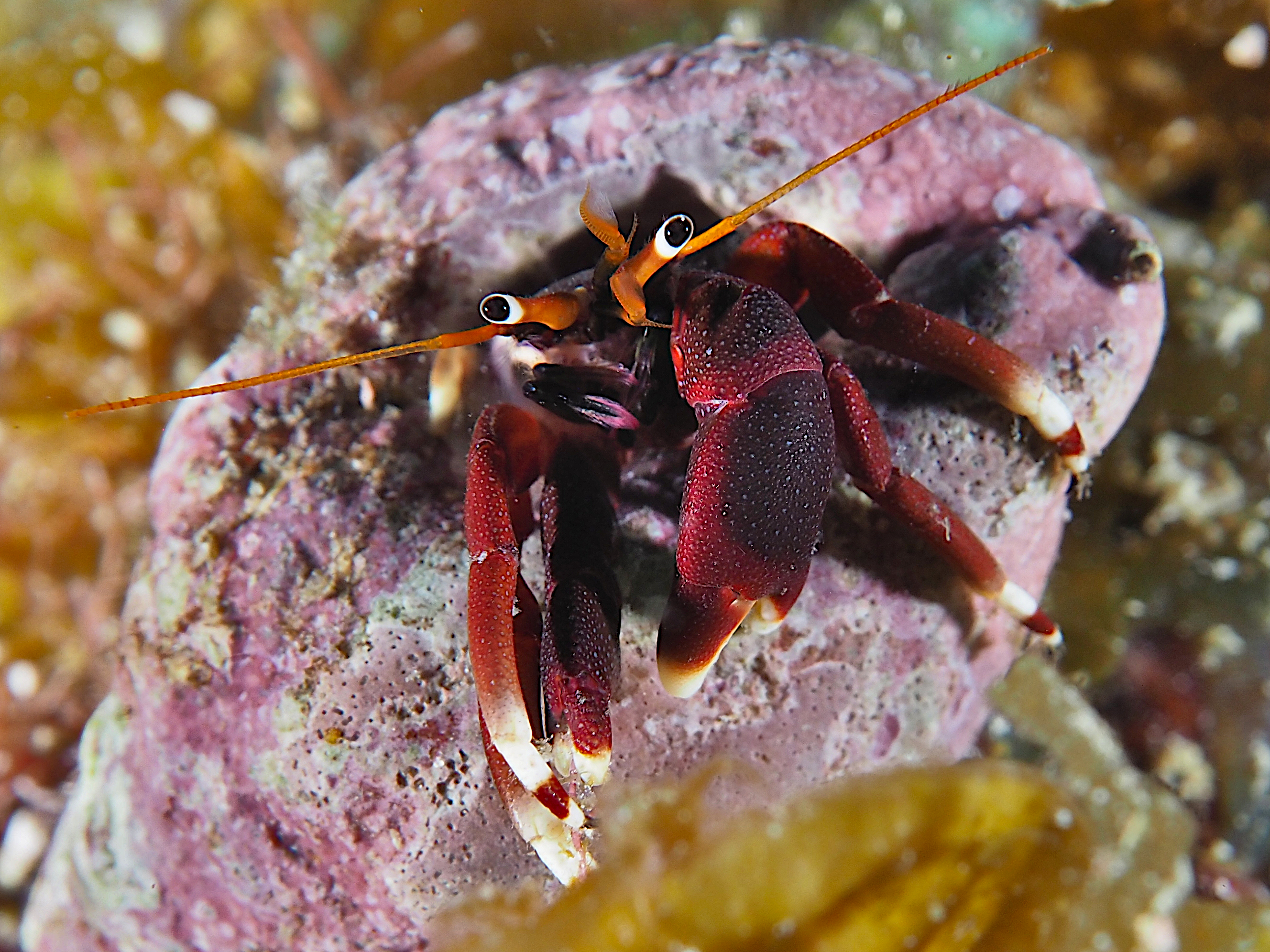 Orangeclaw Hermit Crab - Calcinus tibicen