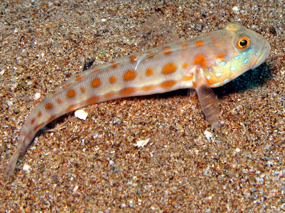 Orange-Dashed Goby - Valenciennea puellaris