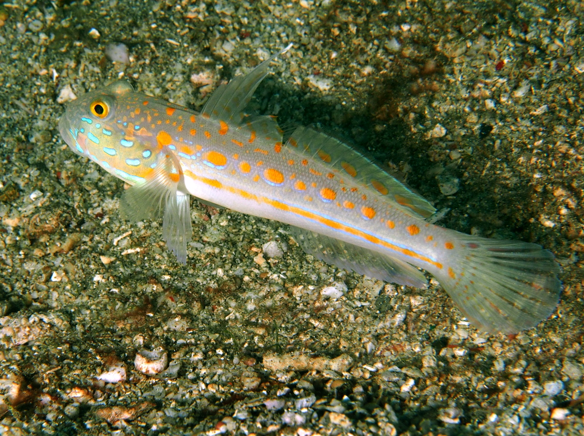 Orange-Dashed Goby - Valenciennea puellaris