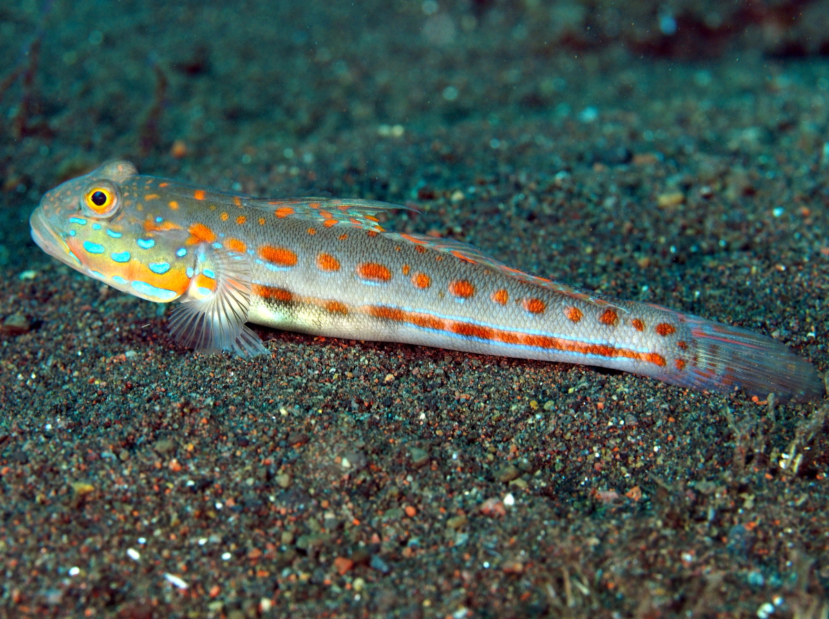 Orange-Dashed Goby - Valenciennea puellaris