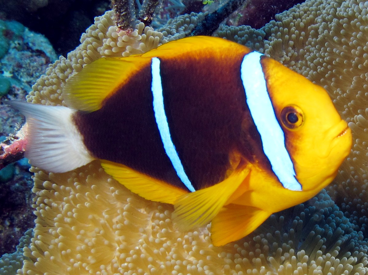 Orangefin Anemonefish - Amphiprion chrysopterus