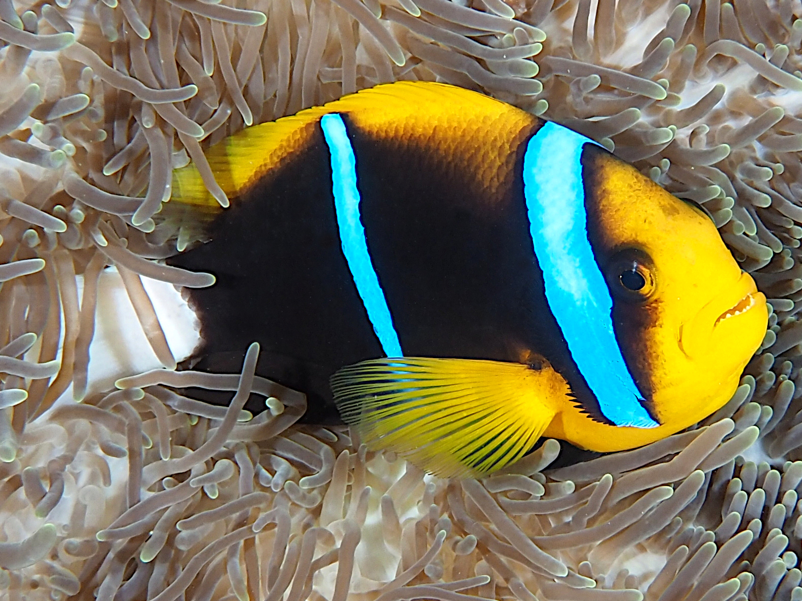 Orangefin Anemonefish - Amphiprion chrysopterus