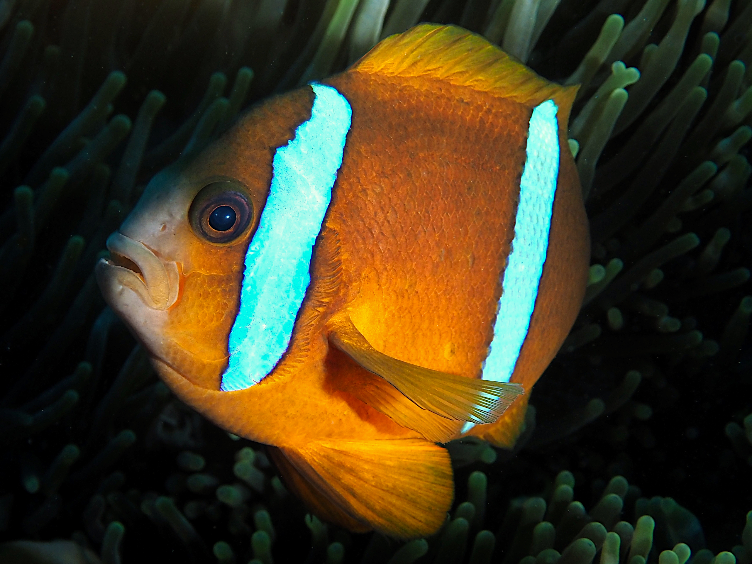 Orangefin Anemonefish - Amphiprion chrysopterus