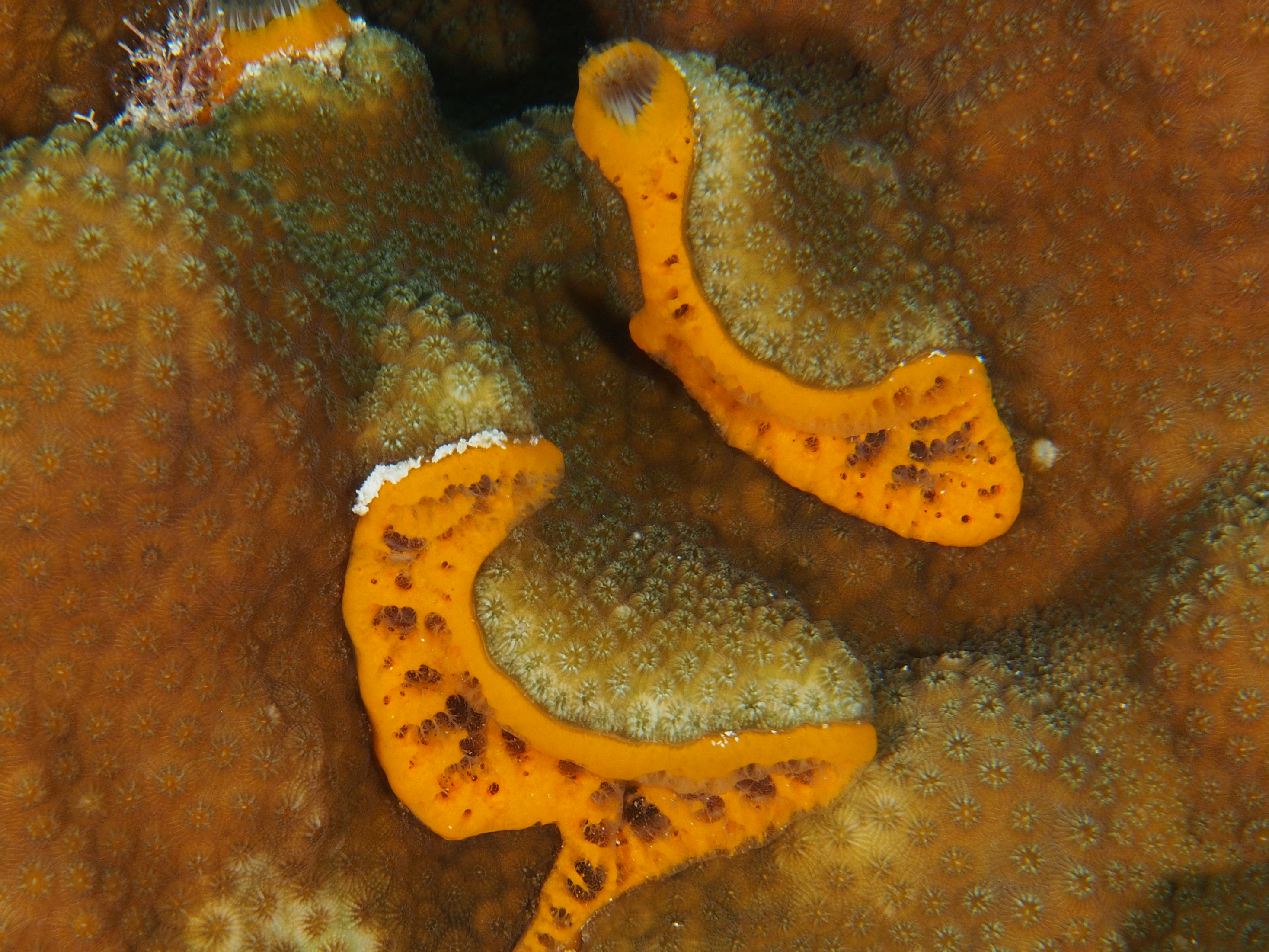 Orange Icing Sponge - Mycale laevis