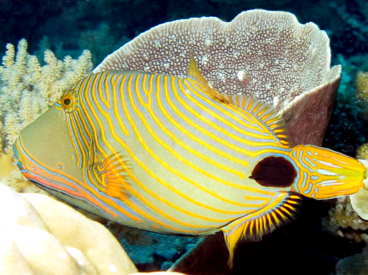 Orange-Lined Triggerfish - Balistapus undulatus