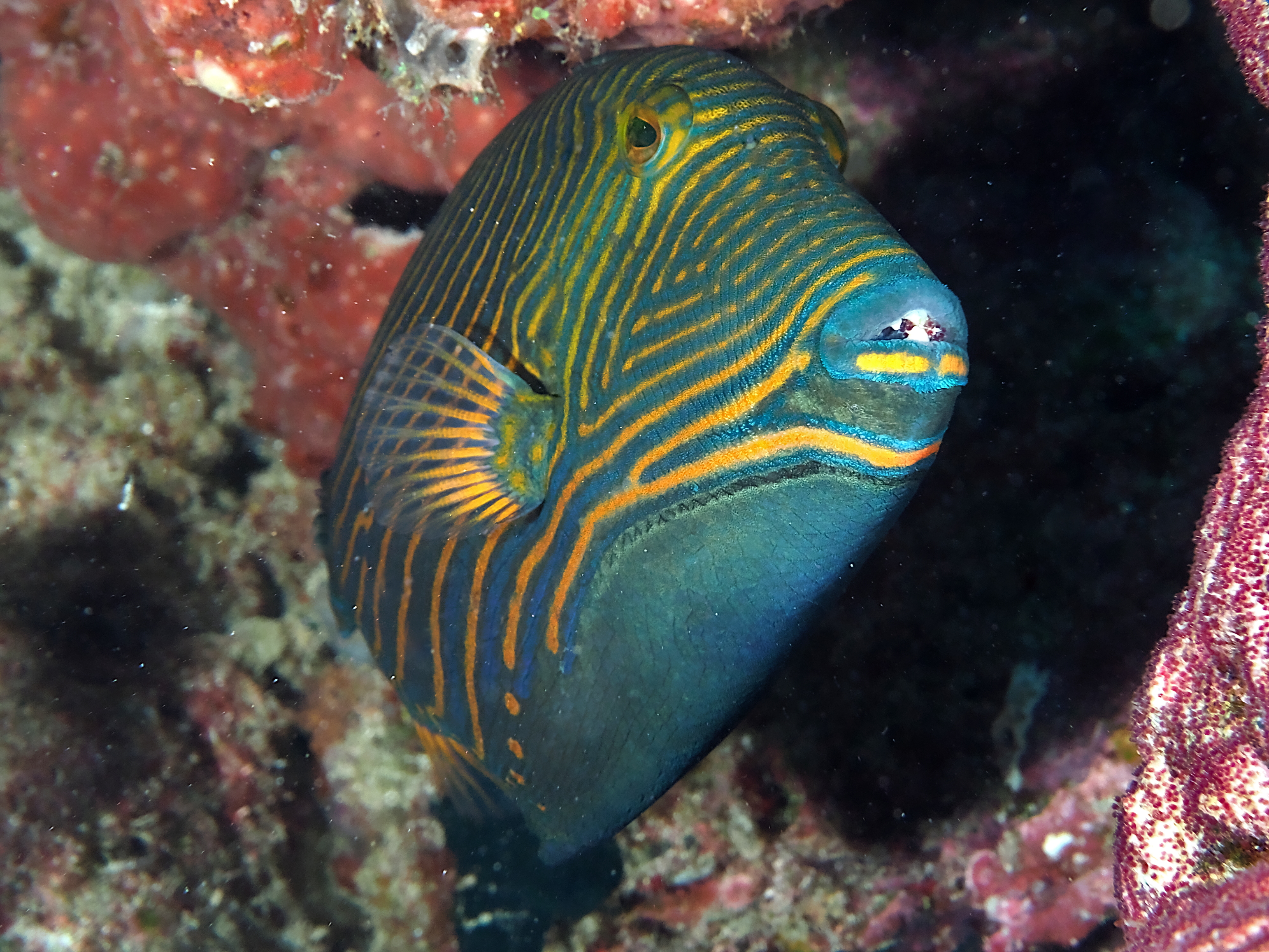 Orange-Lined Triggerfish - Balistapus undulatus