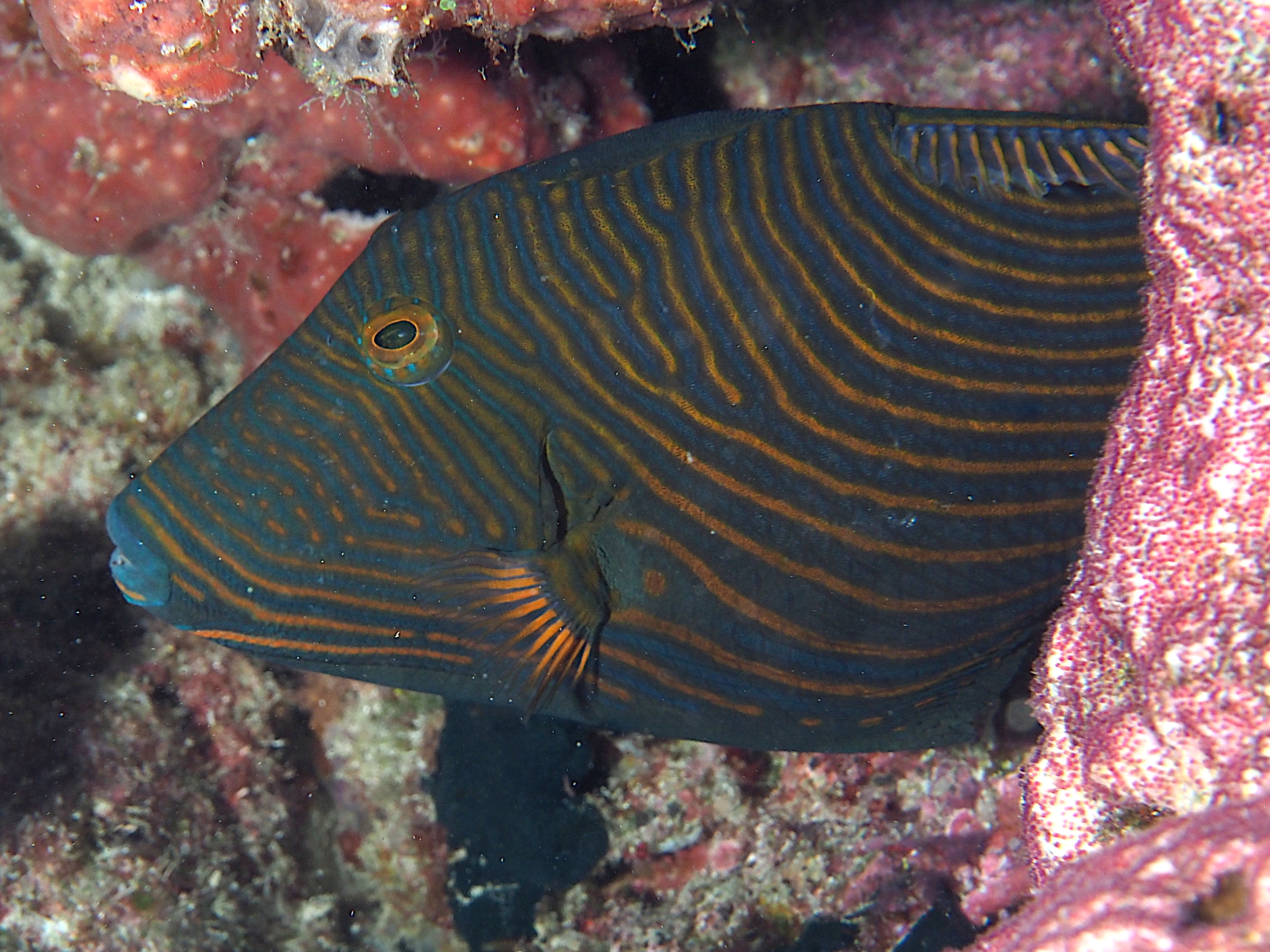 Orange-Lined Triggerfish - Balistapus undulatus
